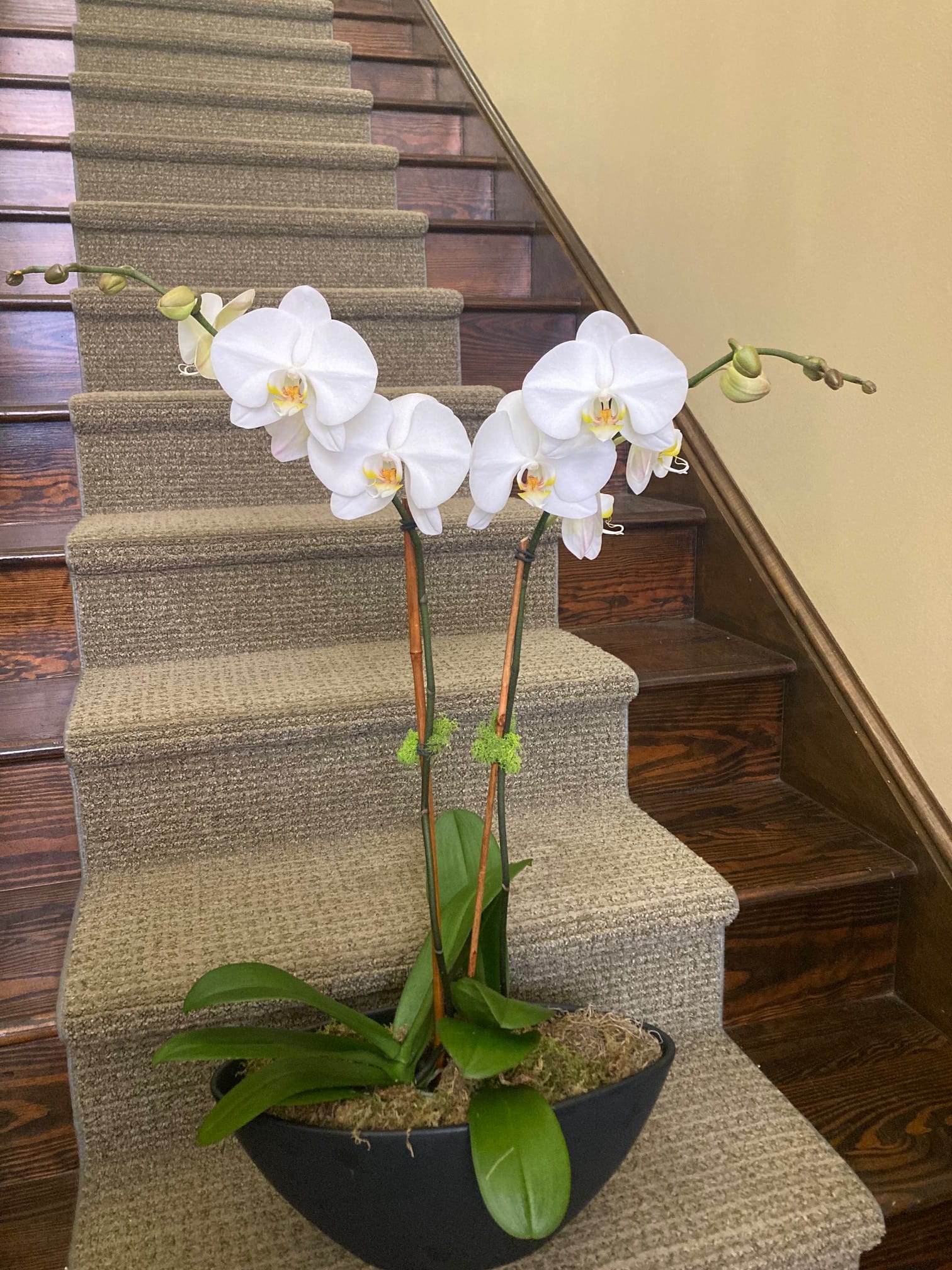 Large Double plant orchid garden - Double plant orchid garden -specific holder may vary upon availability, exact plant stage upon availability.