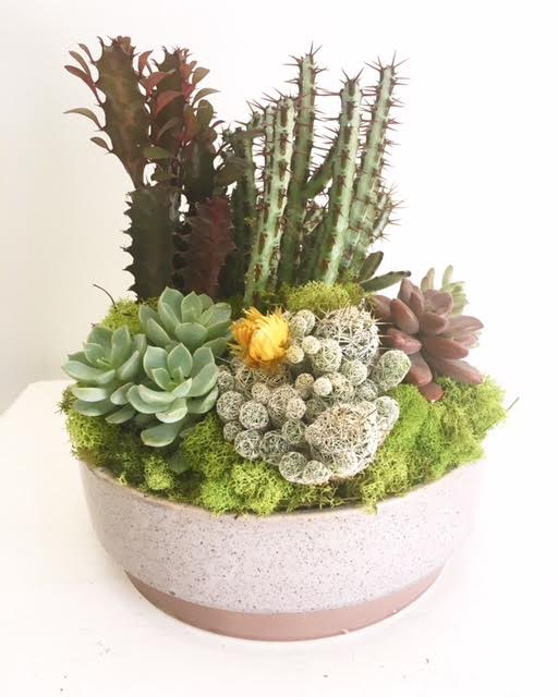 Succulent arrangement in a round white planter with tall cactus-like plants