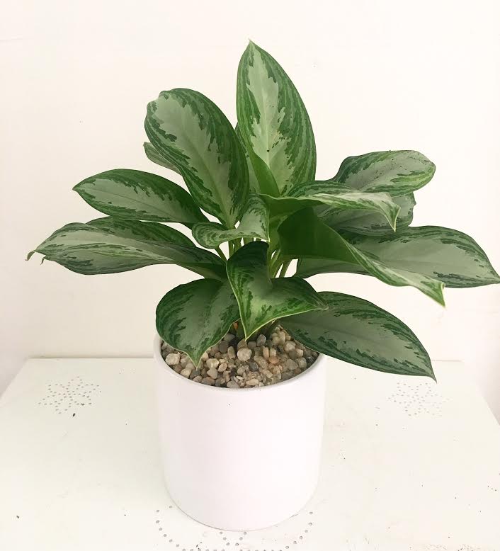 Potted green houseplant in a white container with pebbles on top