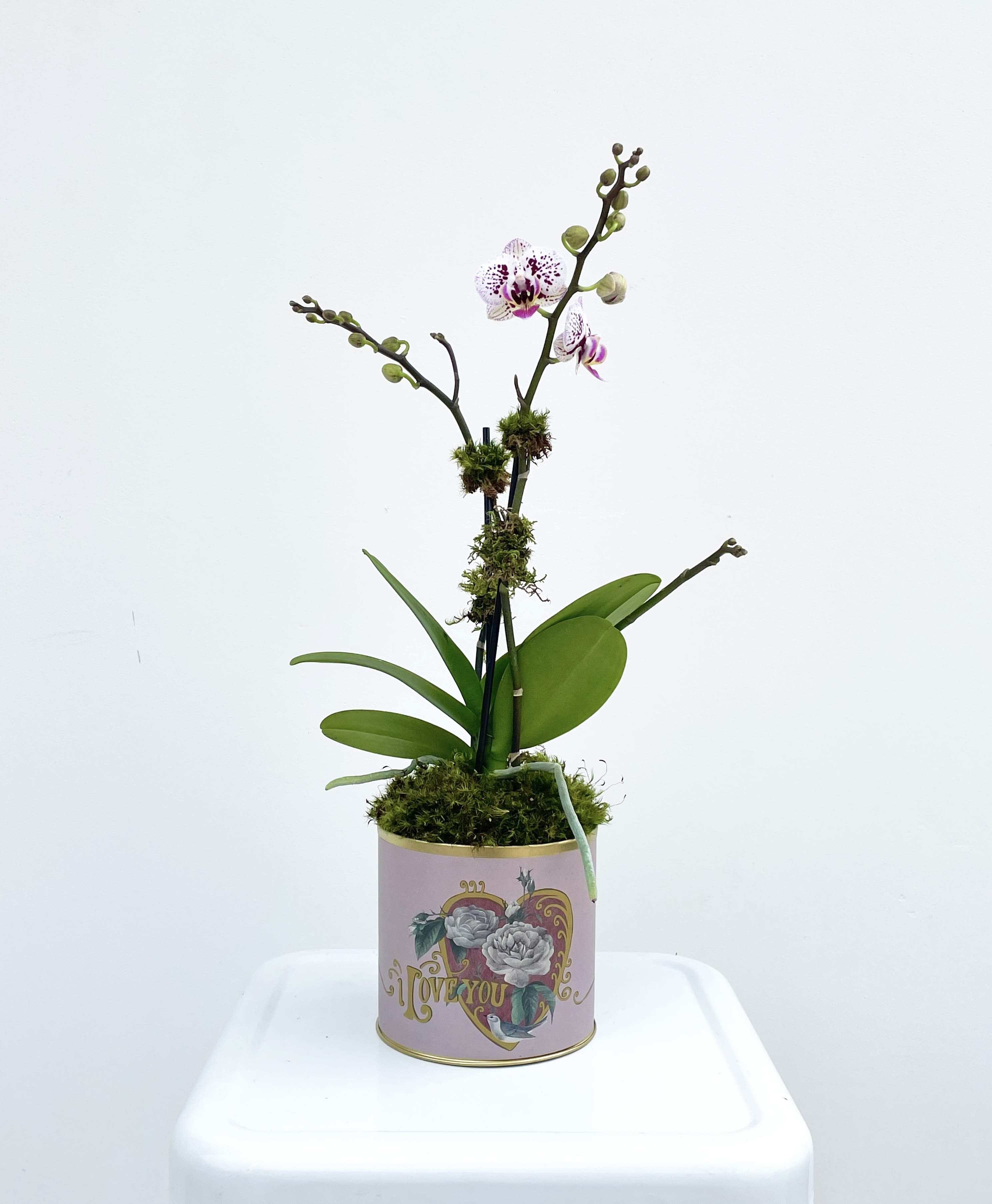 Sweetheart Orchid - Celebrate love with a gift that lasts beyond Valentine’s Day. Our petite orchid arrives nestled in a charming mauve “I Love You” gold tin—a keepsake container that adds a romantic touch to any space. Delicate blooms rise above glossy green leaves, creating an elegant display that’s both timeless and easy to care for. Available as an add-on to your order or for convenient in-store pickup!  ***Please note: Colors may vary slightly and may include soft lighter purple, vibrant bright purple, or a chartreuse and purple combination. Each orchid is carefully selected for its beauty and freshness, making it a heartfelt and lasting expression of love for someone special.***