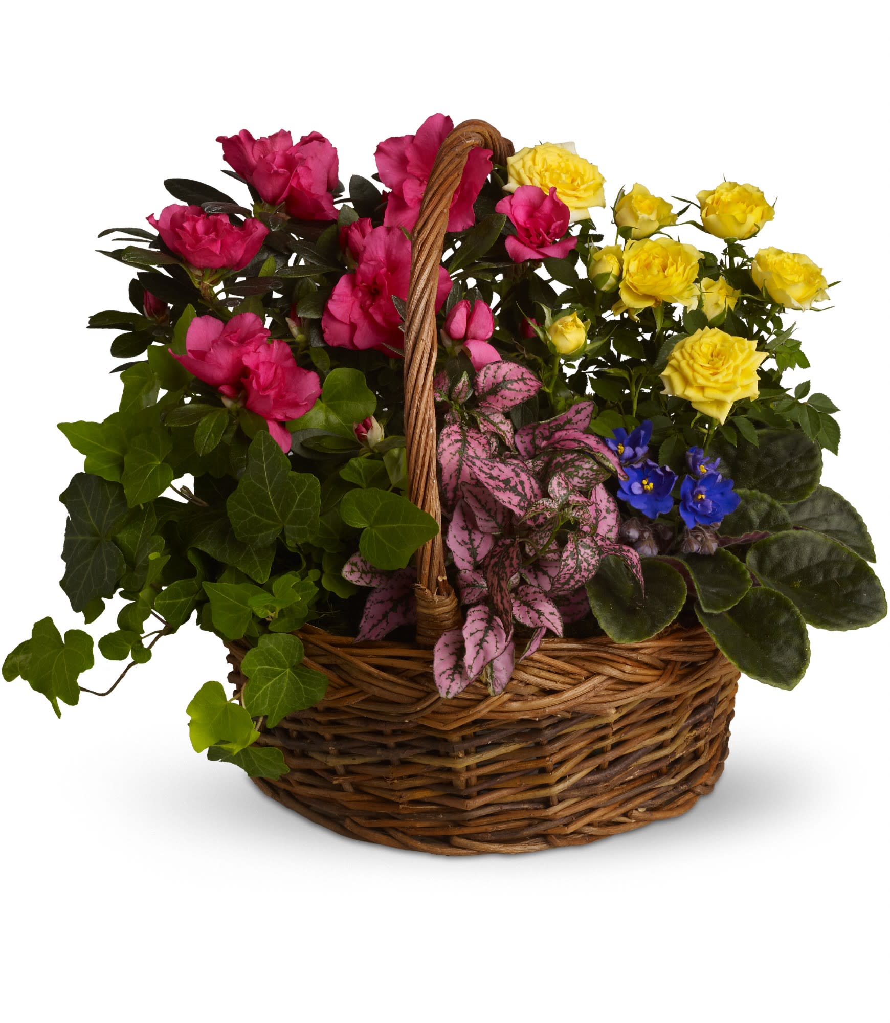 Blooming Garden Basket by Teleflora T213-3A - A sweet, bright flurry of colorful fresh plants celebrates vivid memories and expresses heartfelt sympathy to friends and loved ones.  A purple African violet, yellow rose plant, pink azalea, hypoestes and ivy plants are all nestled in a round basket with handle.  Approximately 17" W x 14" H  Orientation: All-Around      As Shown : T213-3A   