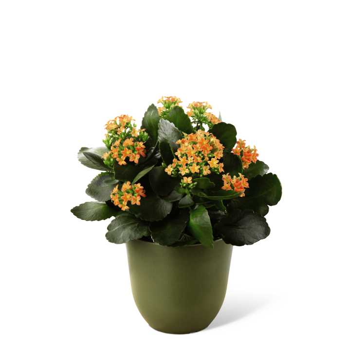Potted plant with clusters of small orange flowers