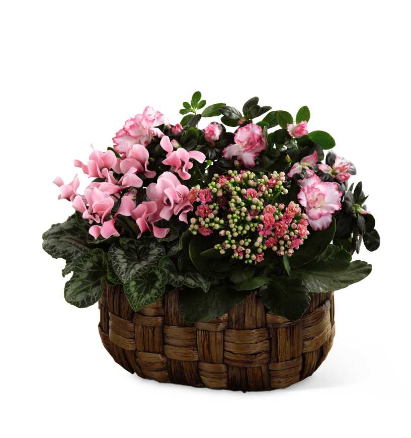 The FTD Pink Assortment - The FTD Pink Assortment blushes with sweet blossoming beauty to convey your most heartfelt sentiments. A pink cyclamen plant, pink azalea plant and a pink calandiva plant are brought together in an oval woven banana leaf container to create a wonderful way to send your love, celebrate their birthday or anniversary or just to let them know you were thinking of them. Approx. 12âH x 17âW.