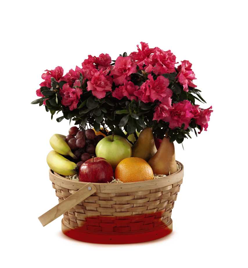 The FTD Encircling Grace Fruit &amp; Plant Basket - The FTD Encircling Grace Fruit &amp; Plant Basket is a beautiful way to offer comfort to your special recipient as they grieve the loss of their loved one. A 6-inch fuchsia azalea plant arrives seated in a large natural woodchip basket which also holds a variety of fruit, to create a warm gift that expresses your deepest condolences for their loss.
