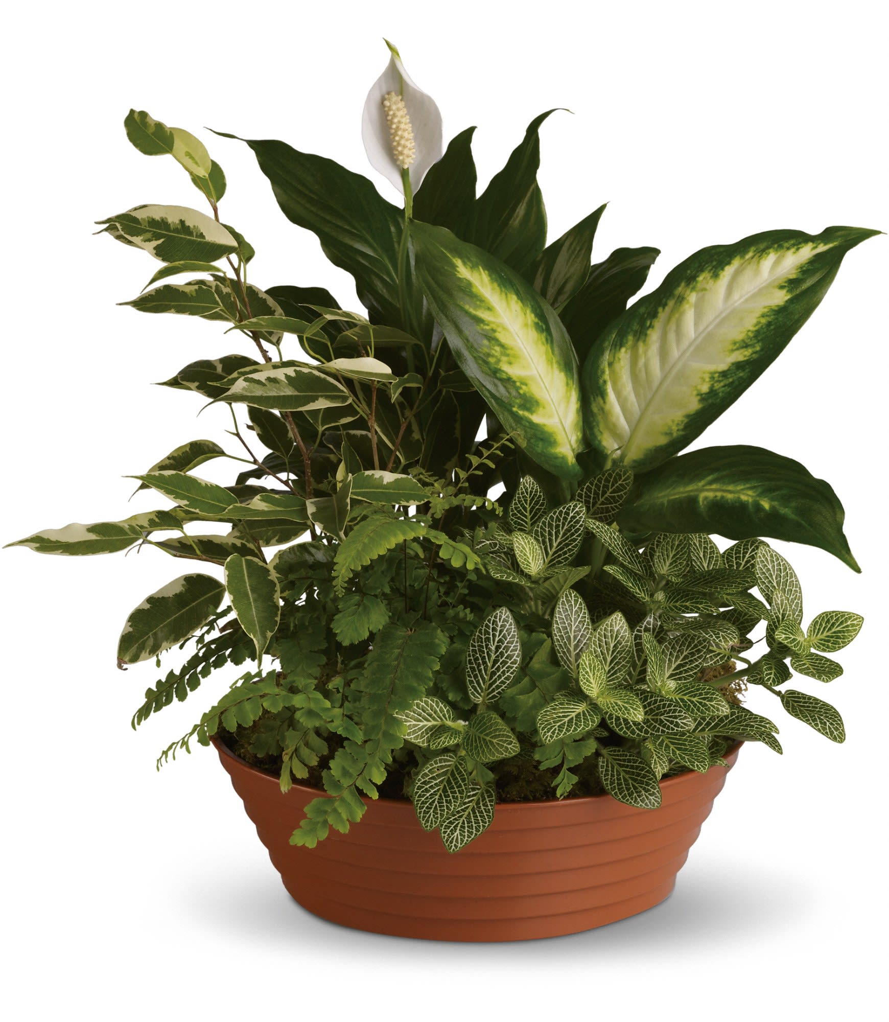 Mixed green houseplants in a terracotta planter with a white peace lily bloom