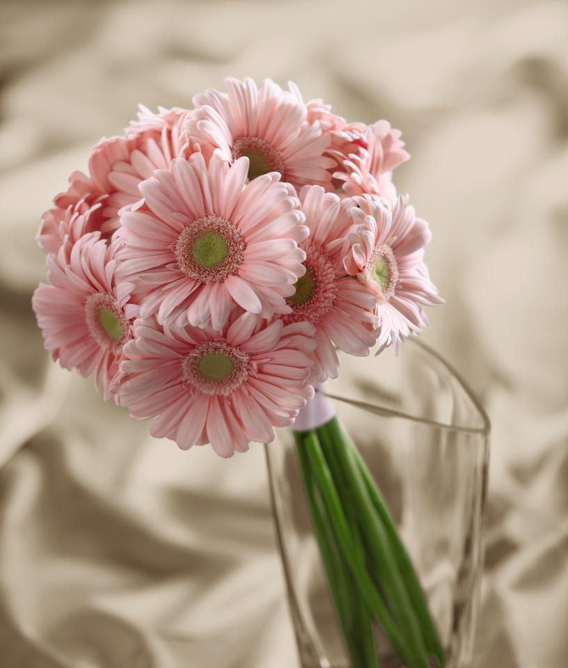 FTD Daisy Delight Bouquet - The FTDÂ® Daisy Delightâ¢ Bouquet is an expression of happiness and sweet  simplicity to add that extra touch to the wedding day. Delightful pink  gerbera daisies are arranged to form a beautiful cluster of color, tied  together with a pink satin ribbon to create a bouquet of soft elegance.  Approx. 13âH x 8âW. 