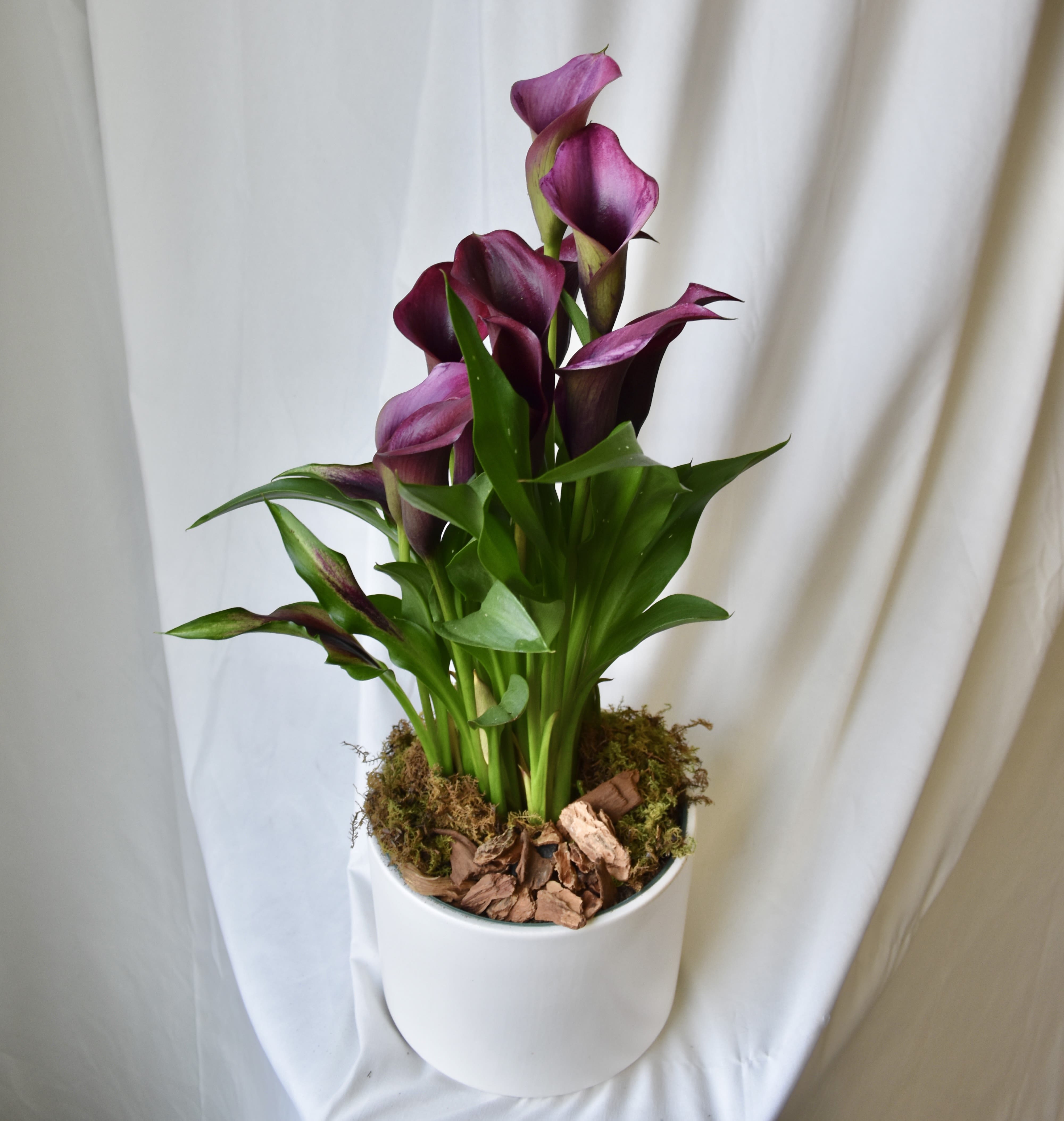 Purple calla lilies in a white pot with moss and bark chips