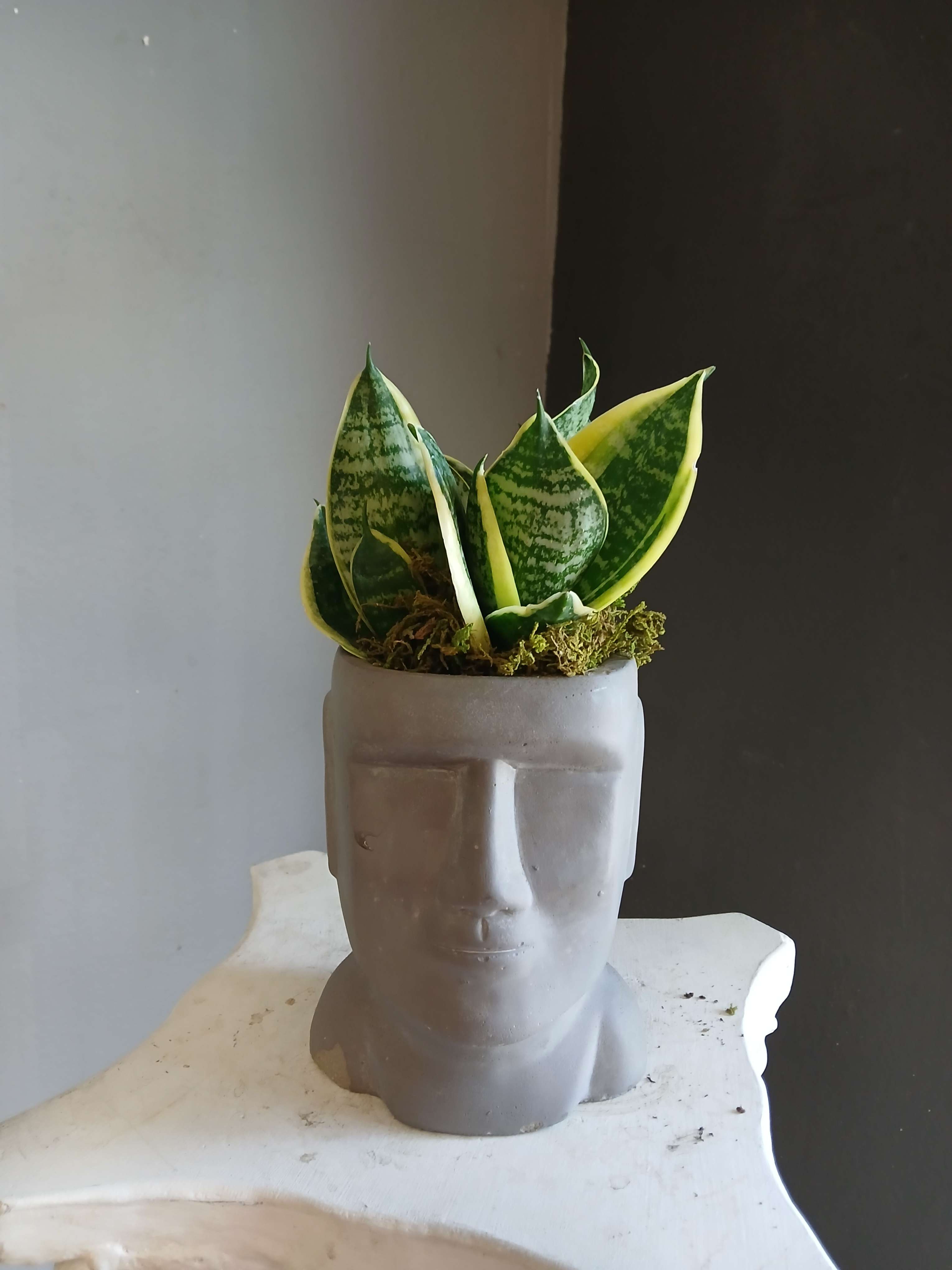 Potted snake plant in a gray face-shaped planter