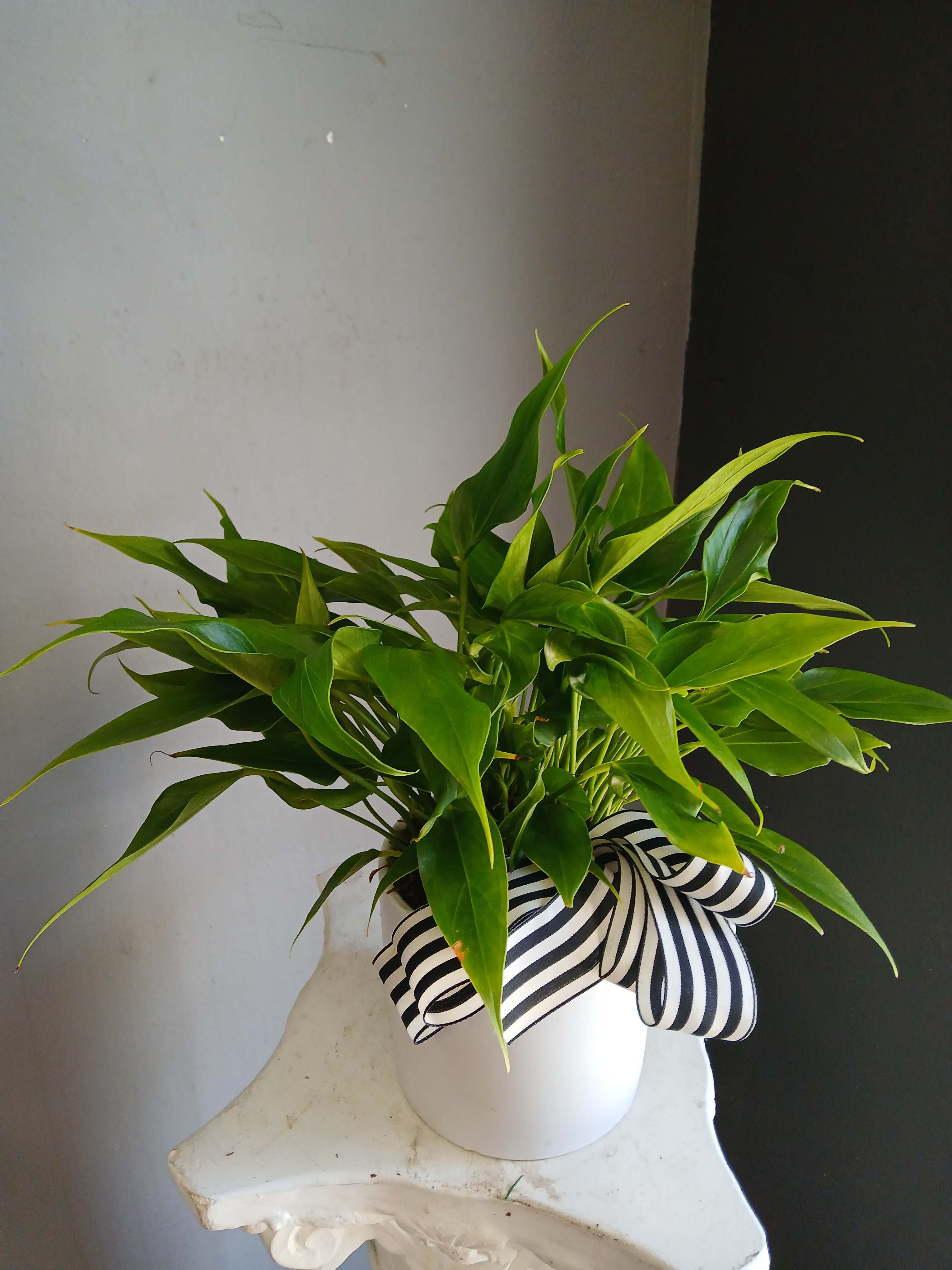 Green potted plant in a white container with a striped ribbon