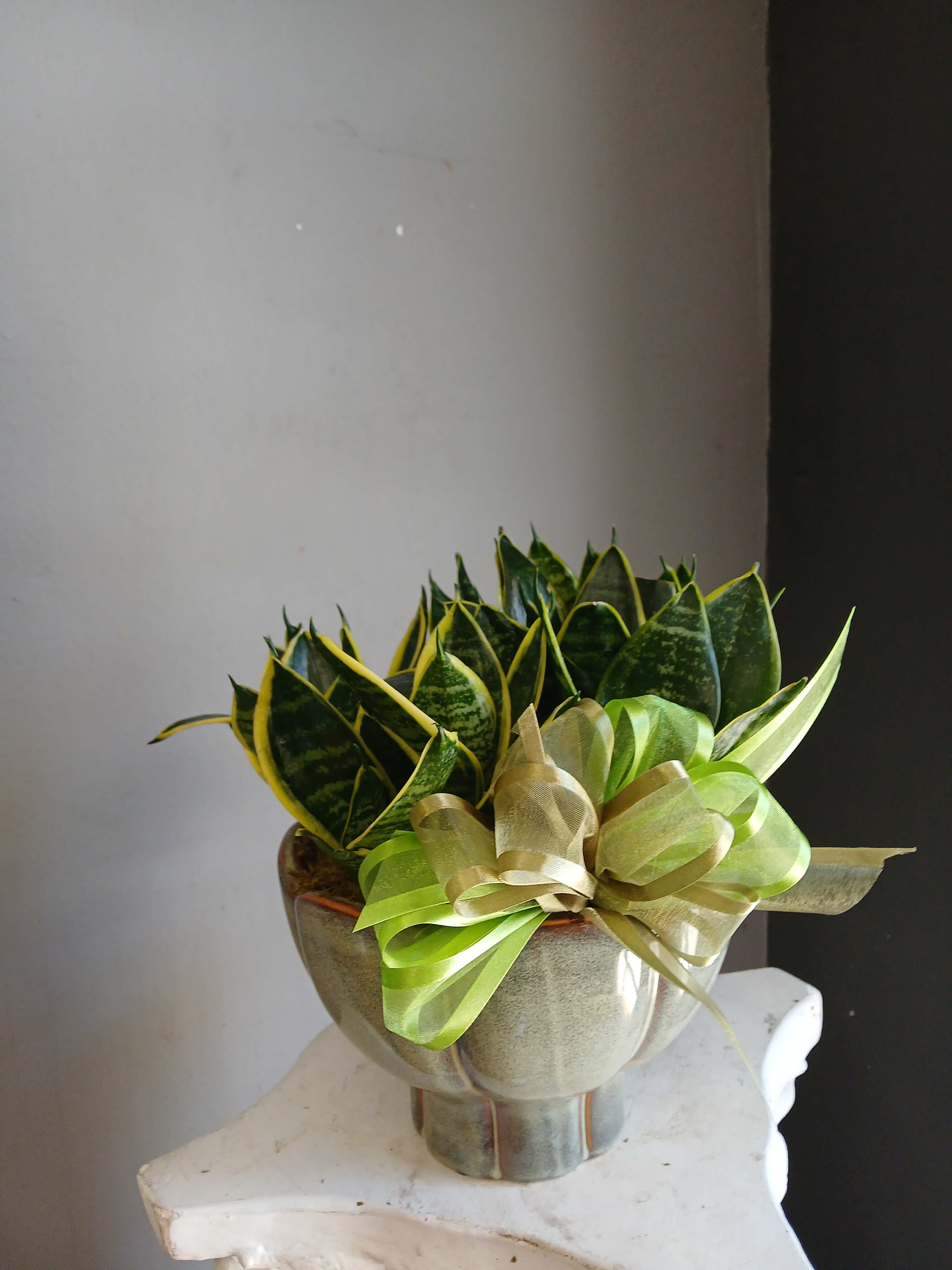 Potted snake plants in a metallic container with a green ribbon bow