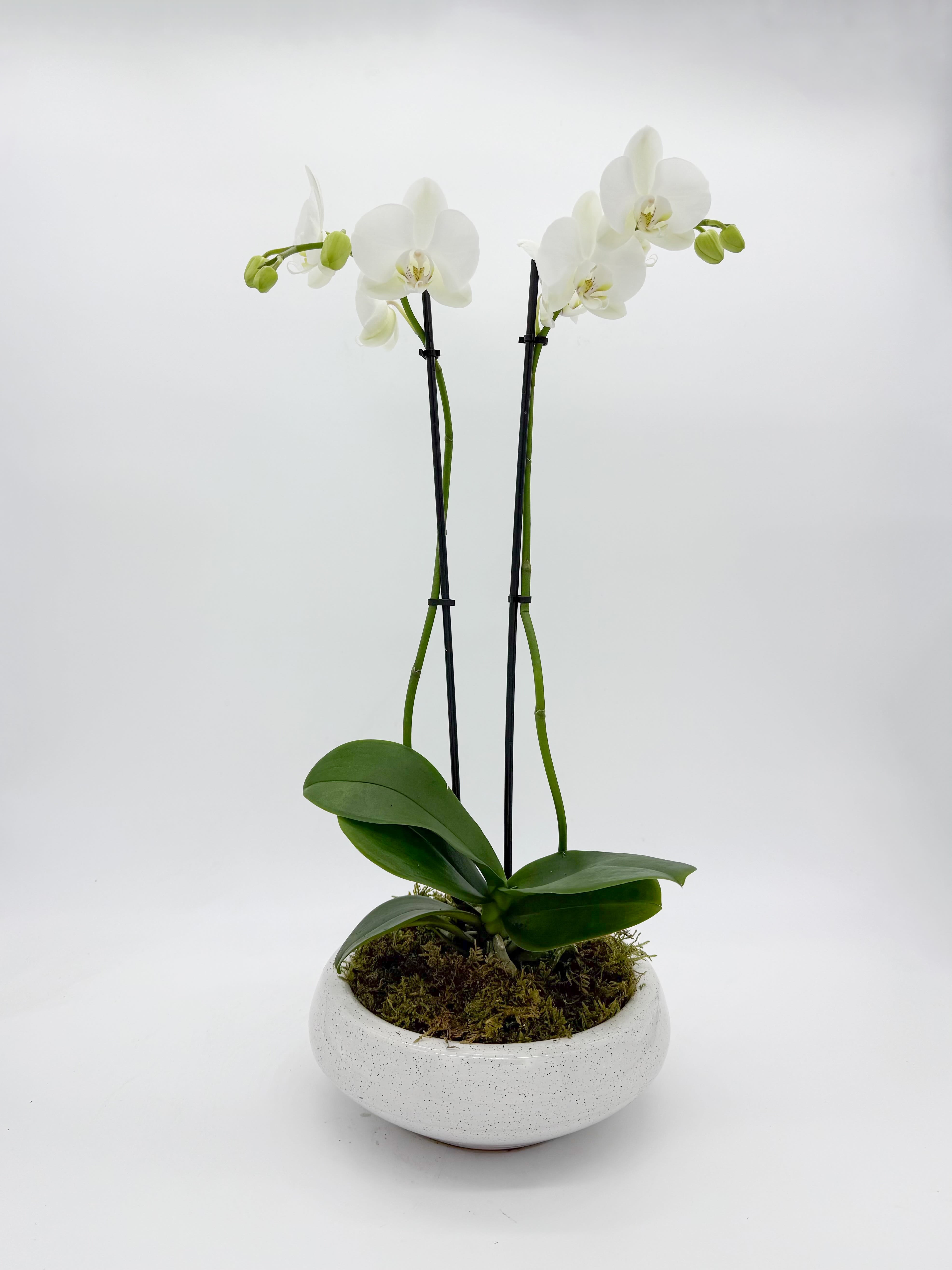 Classic Double Phalaenopsis Planter - A truly gorgeous composition featuring twin hand-selected white phalaenopsis orchid plants of the highest quality, displayed in a modern ceramic container. Available in a deluxe, dressed-up version including adorning succulents and curly willow, or in this simplified, scaled down, yet stunningly elegant version. A popular and long-lasting gift.