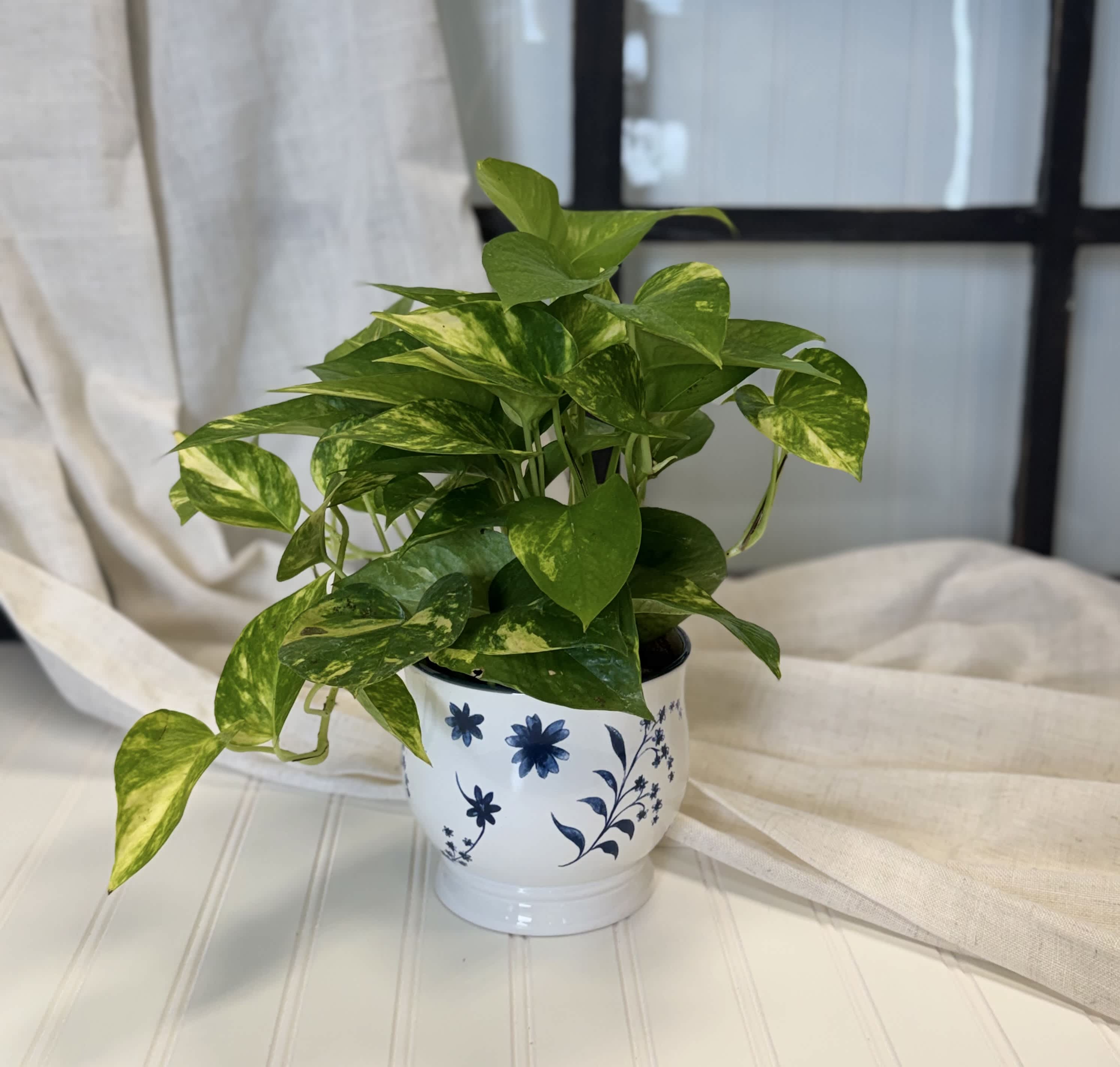 Potted pothos plant in a white ceramic pot with blue floral pattern