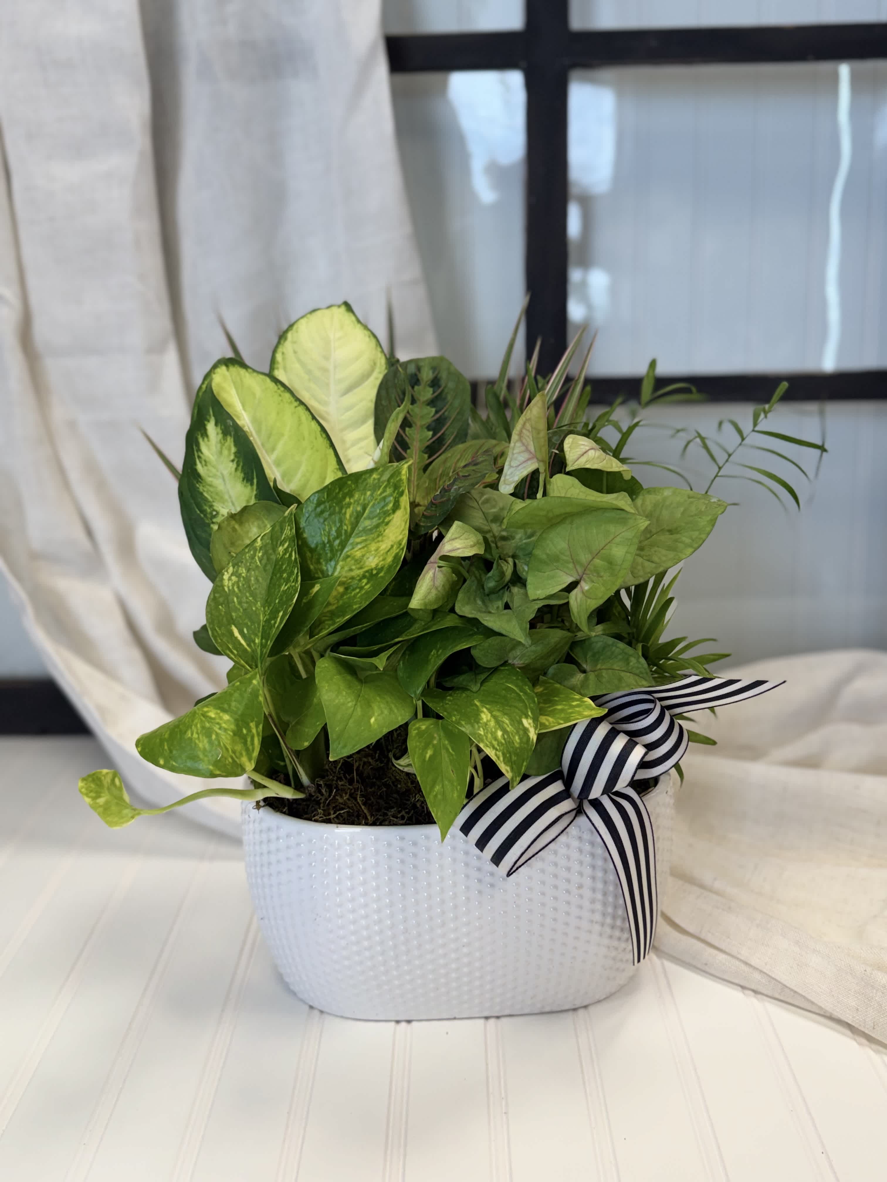 Potted green houseplant arrangement in a white textured container with a striped ribbon