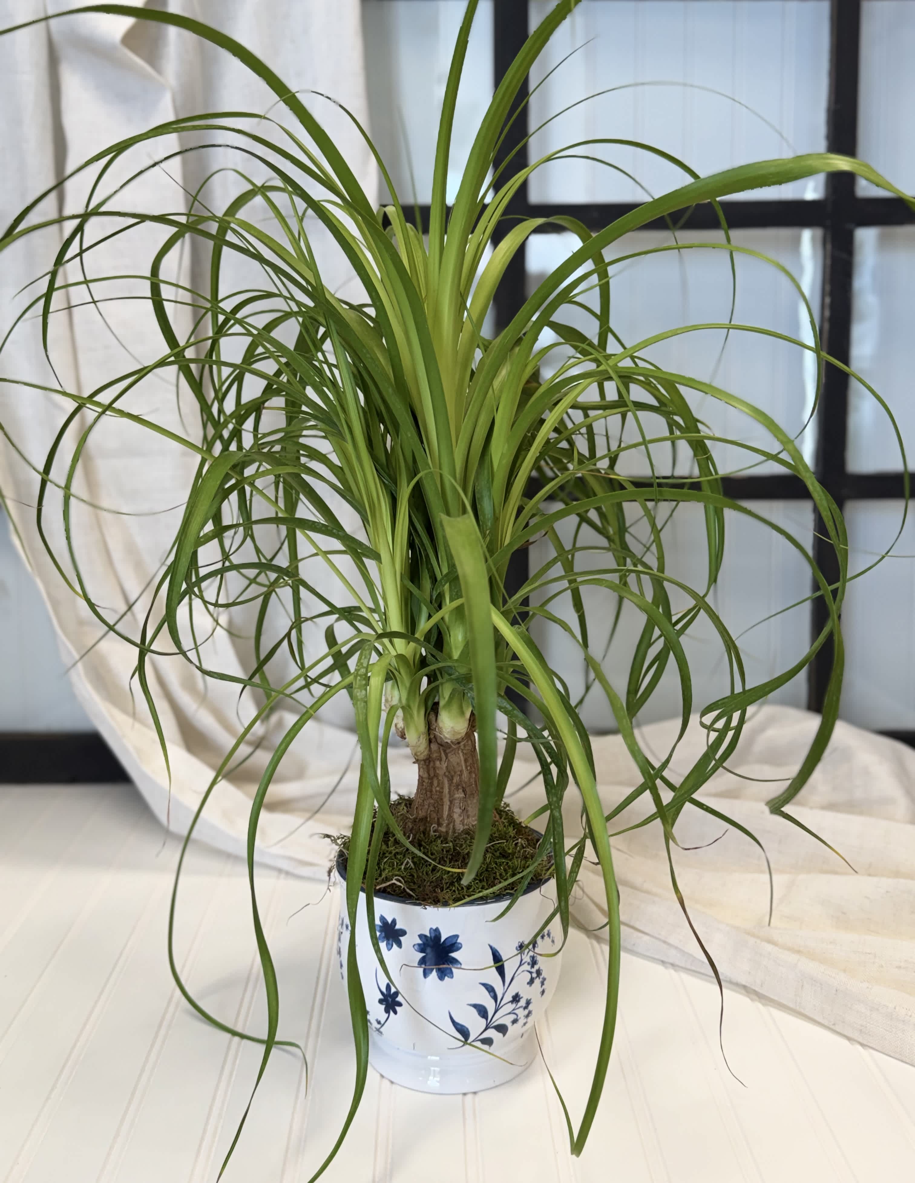 Potted ponytail palm in a white floral ceramic pot