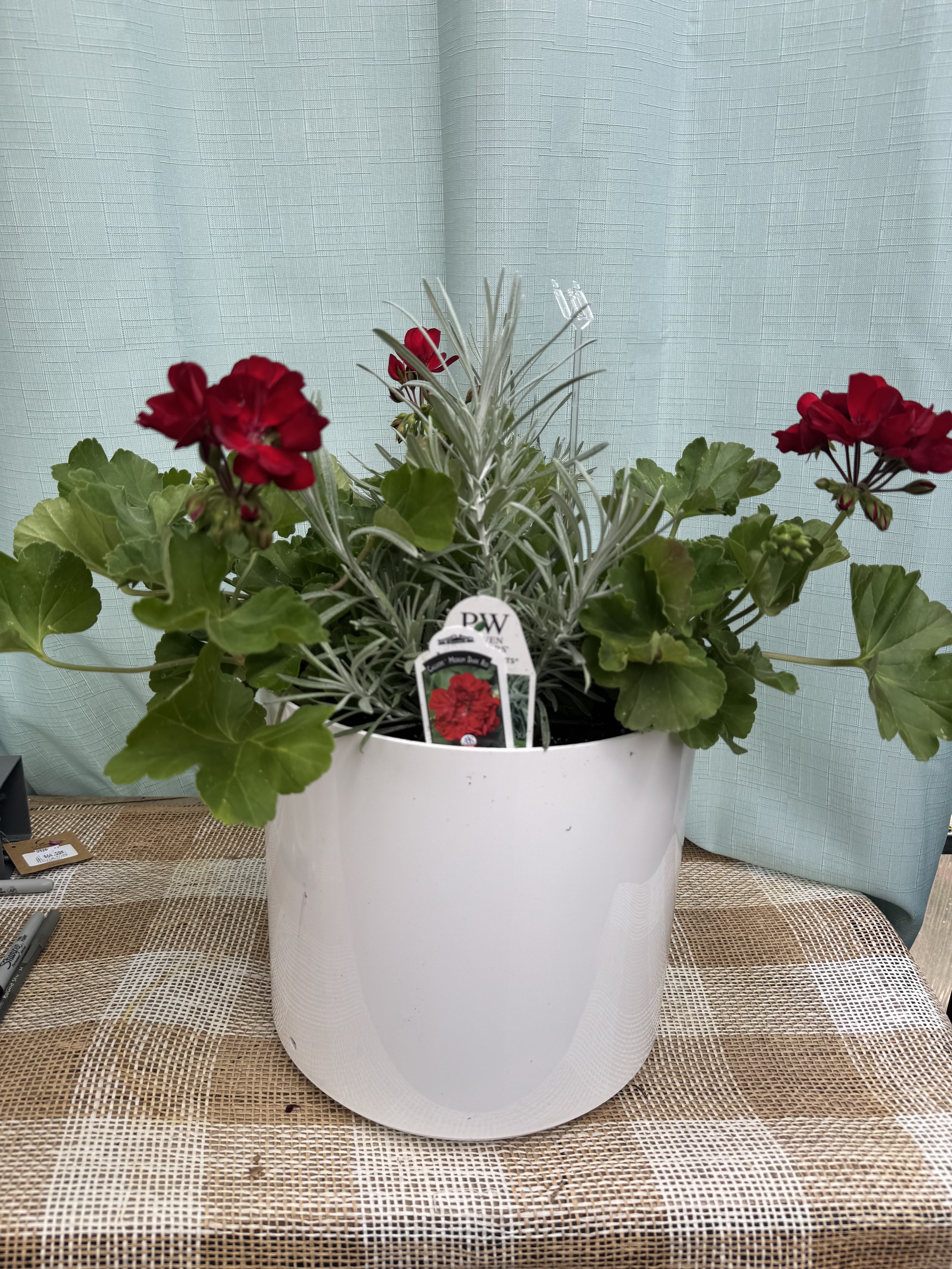 RED GERANIUM POT - A beautiful, ruby-red geranium plant in bright white pot. Perfect for gifts of any occasion!