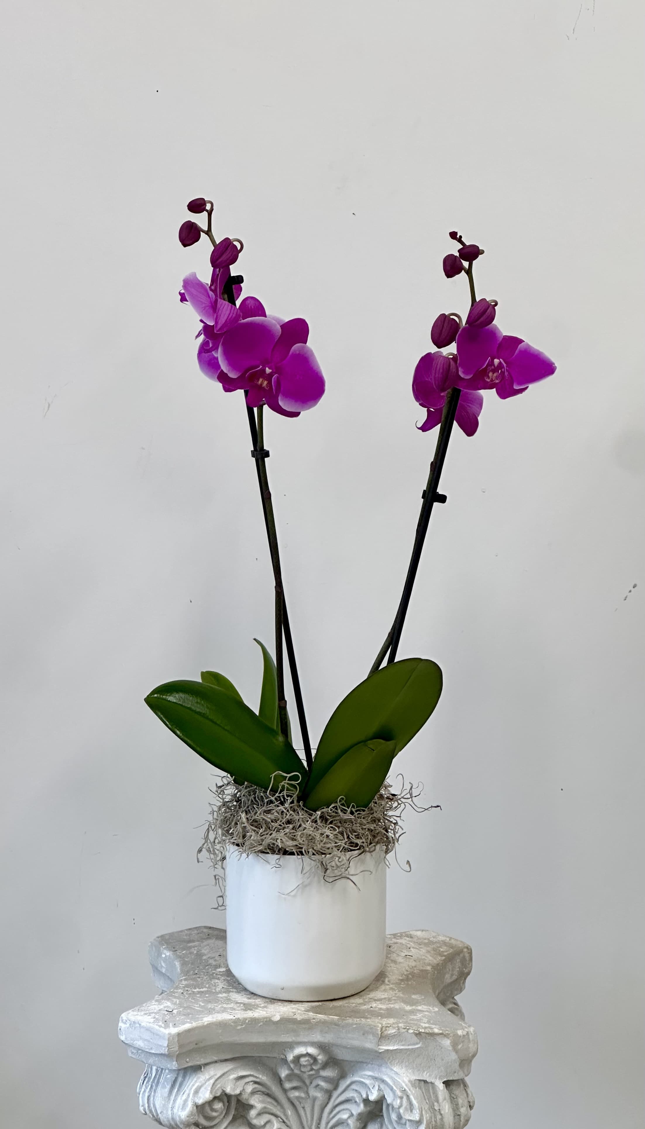 Two purple orchids in a white pot with moss on top