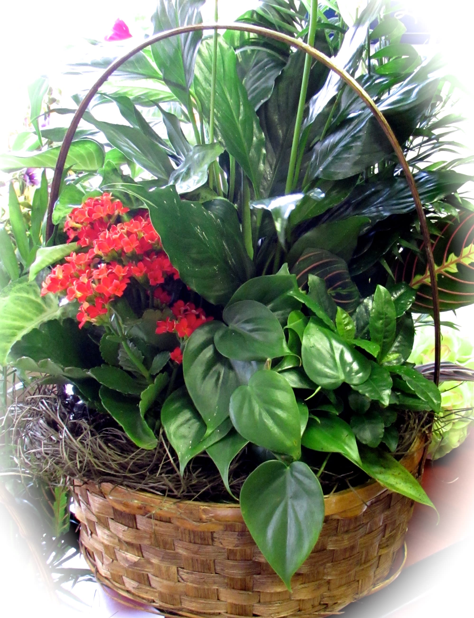 Basket arrangement of red flowers and lush green tropical foliage