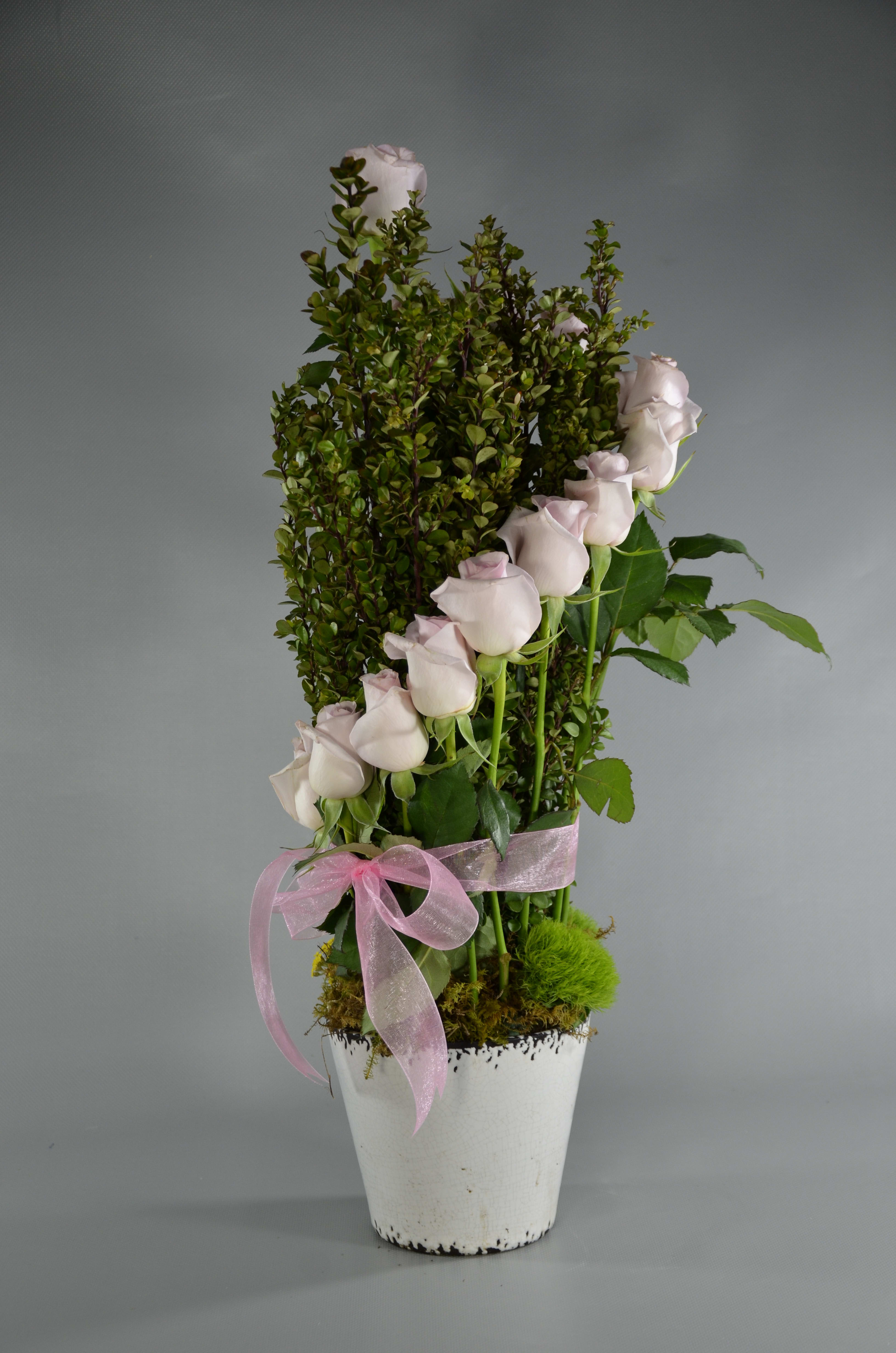 White roses arranged in a tall white pot with a pink ribbon