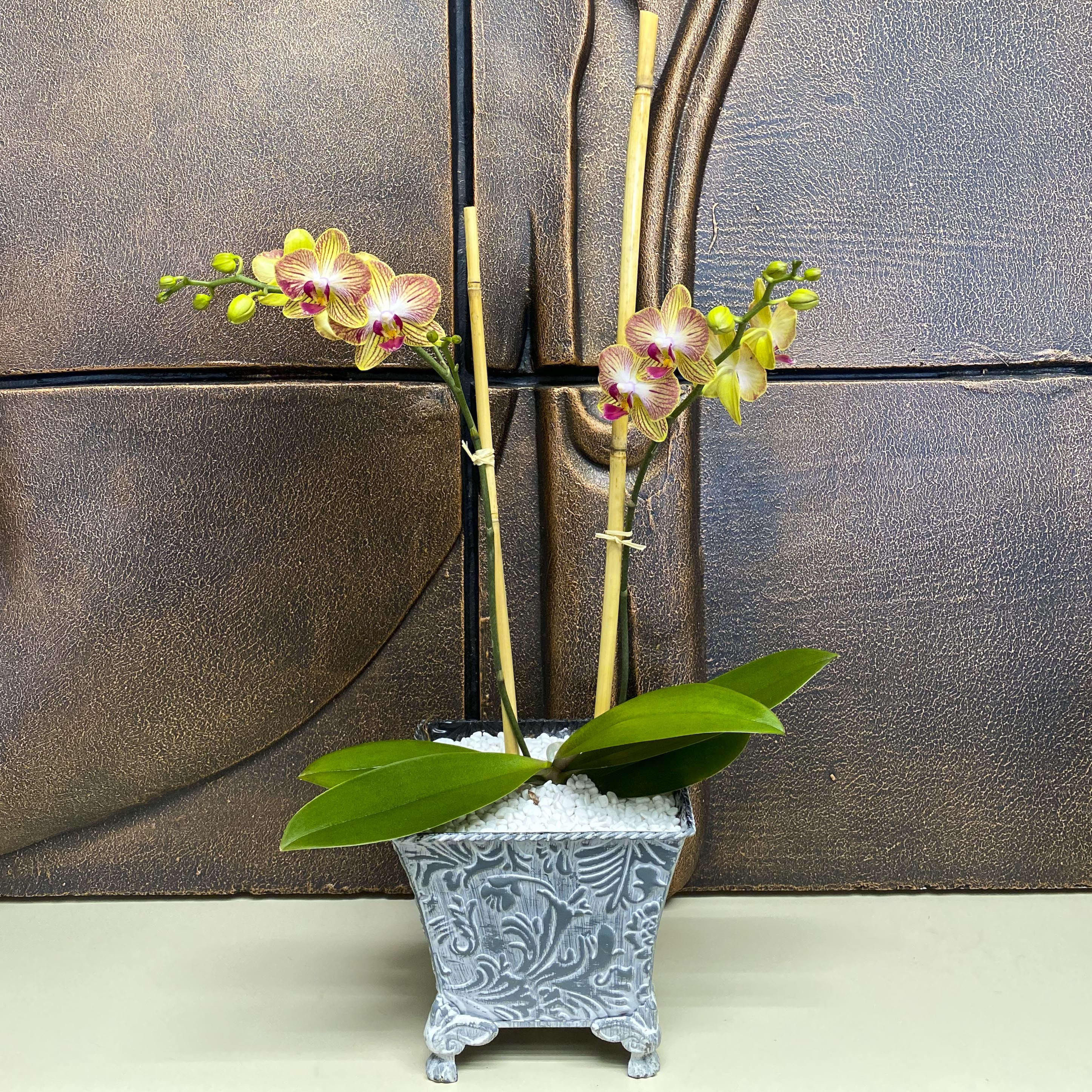 Potted orchid arrangement with pink and yellow blooms in a decorative planter