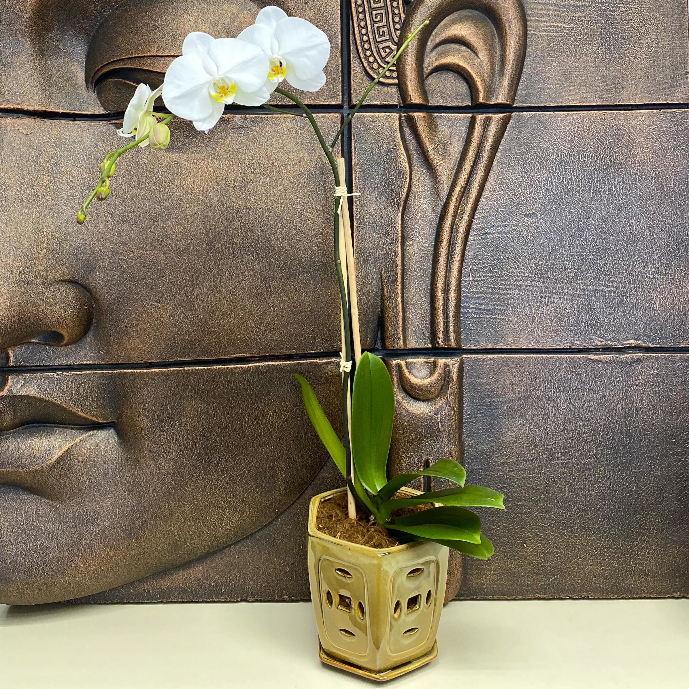 White orchid plant in a decorative ceramic pot