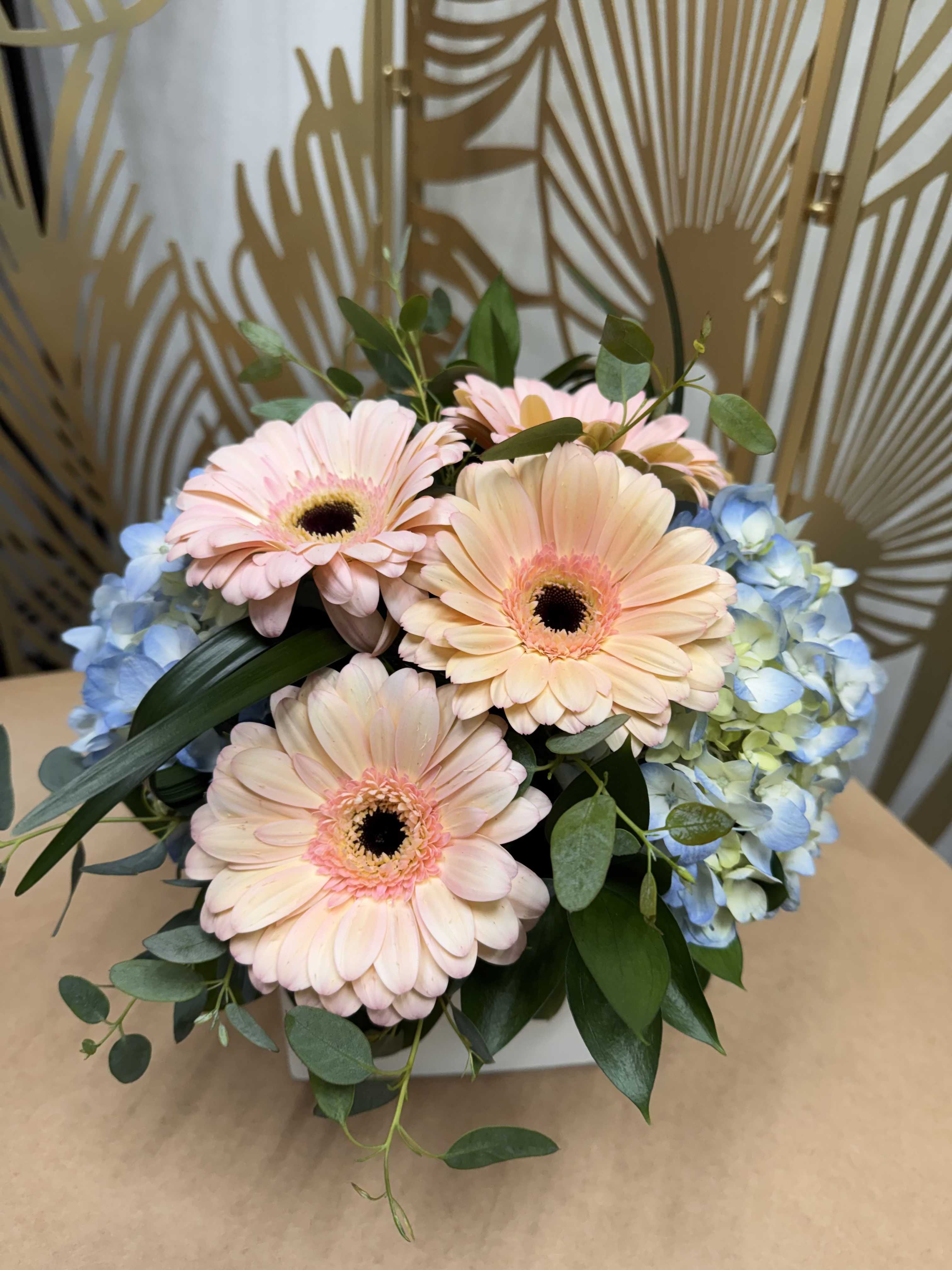 Pink gerbera daisies with blue hydrangeas in a white box