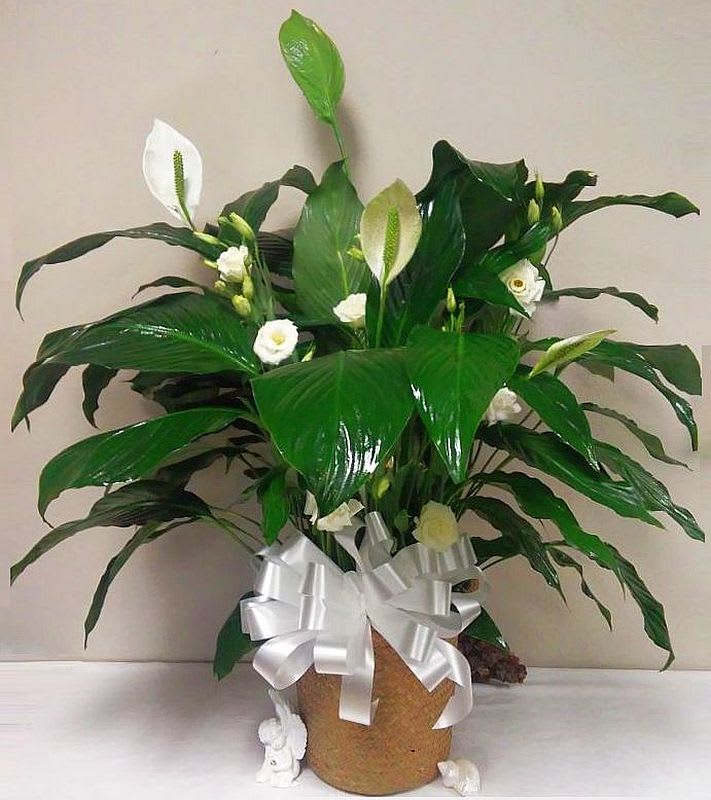 Peace lily with Cut Flowers - Spathiphyllum  - Classic 10 inch peace lily (Spathiphyllum) shown is Deluxe with fresh flowers of the day, you can specify a preference, Regular does not have cut flowers added.