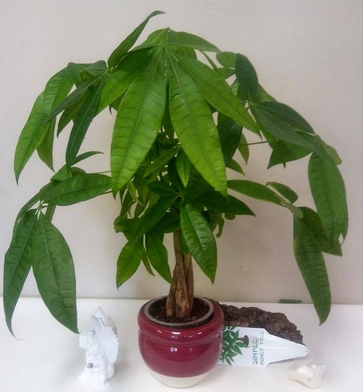 Potted money tree plant in a red ceramic pot