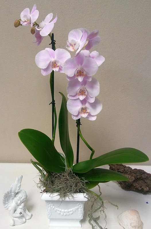 Phalaenopsis Orchid - Symbolizing love, refinement, strength and rare beauty, our Phaelaenopsis orchid arrives accented with river rocks.
