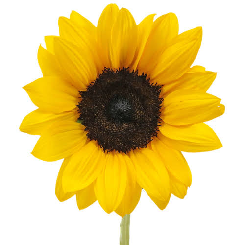 Sunflower Bunch (5 Stems count ) - Sunflower 5 Stems per bunch. 