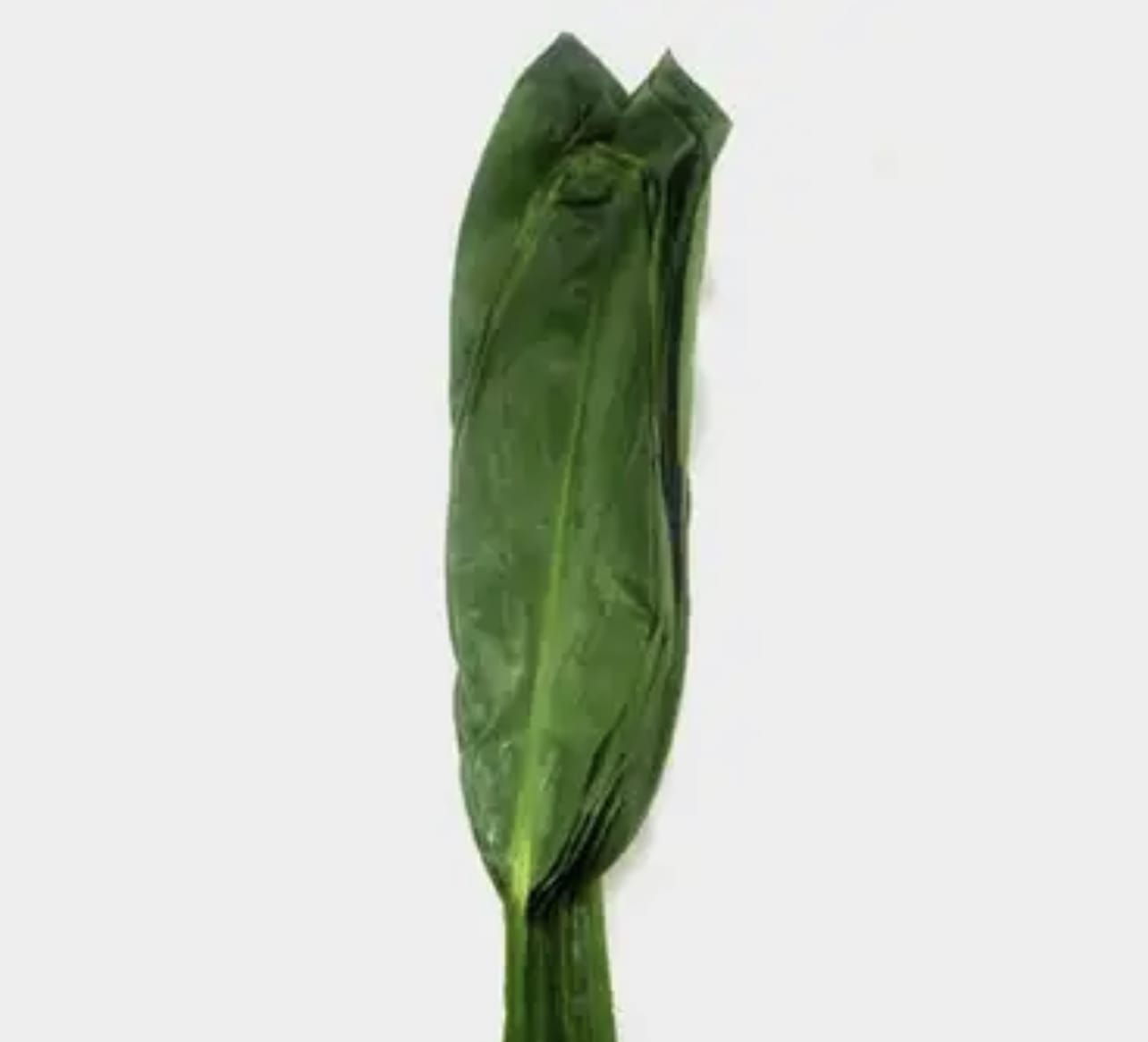Single closed green flower bud on a stem