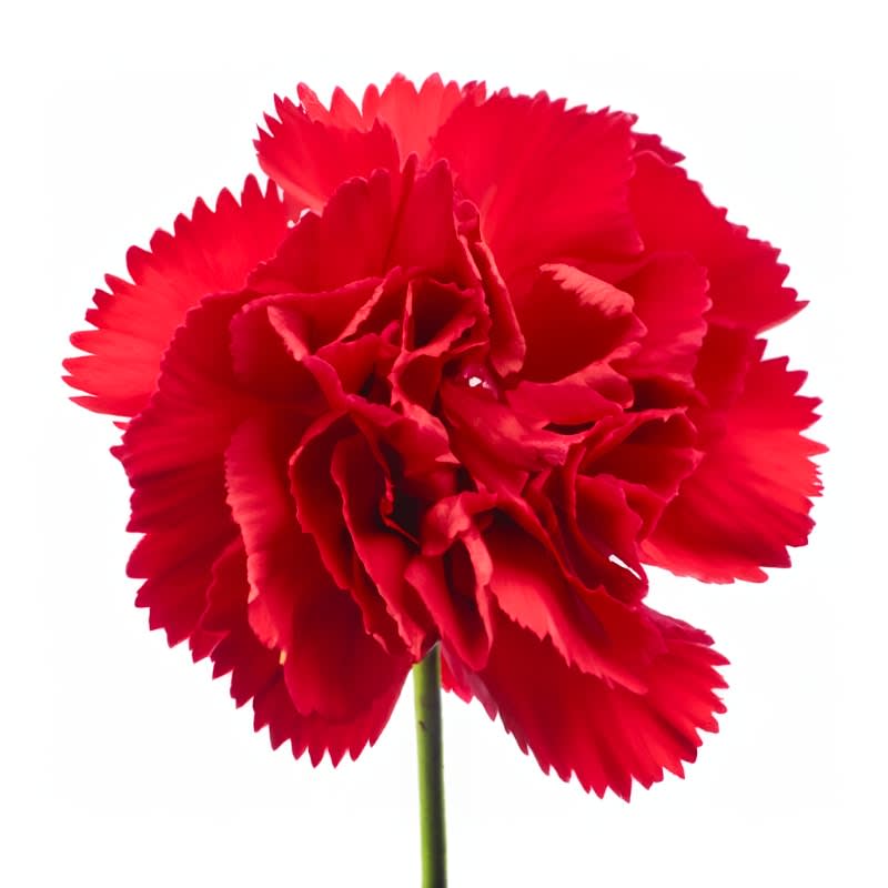 Single red carnation bloom on a stem against a white background