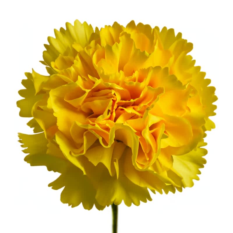 Yellow carnation bloom on a single stem