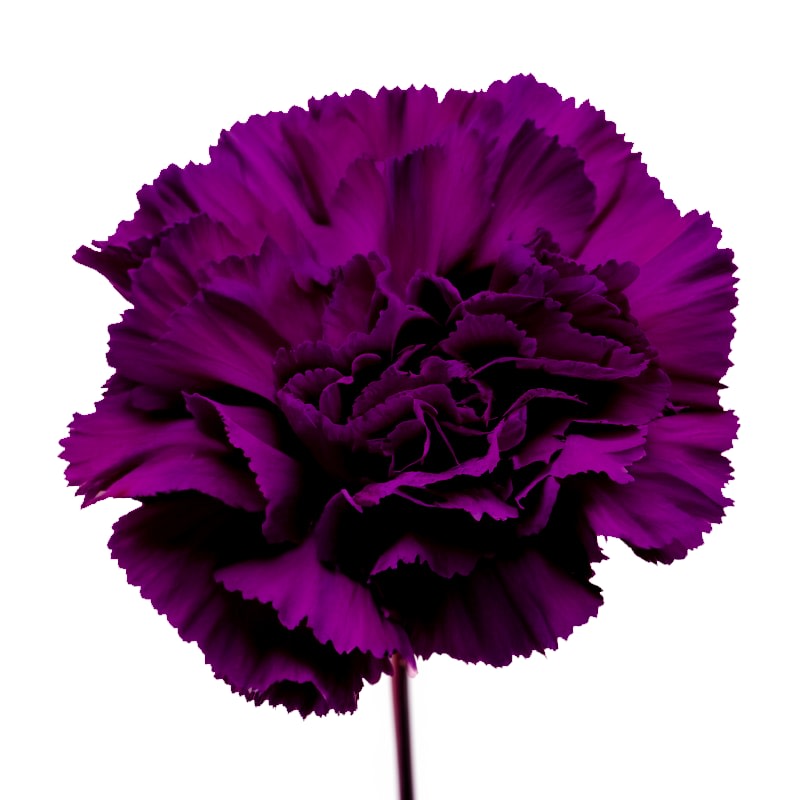 Single purple carnation bloom on a stem against a white background
