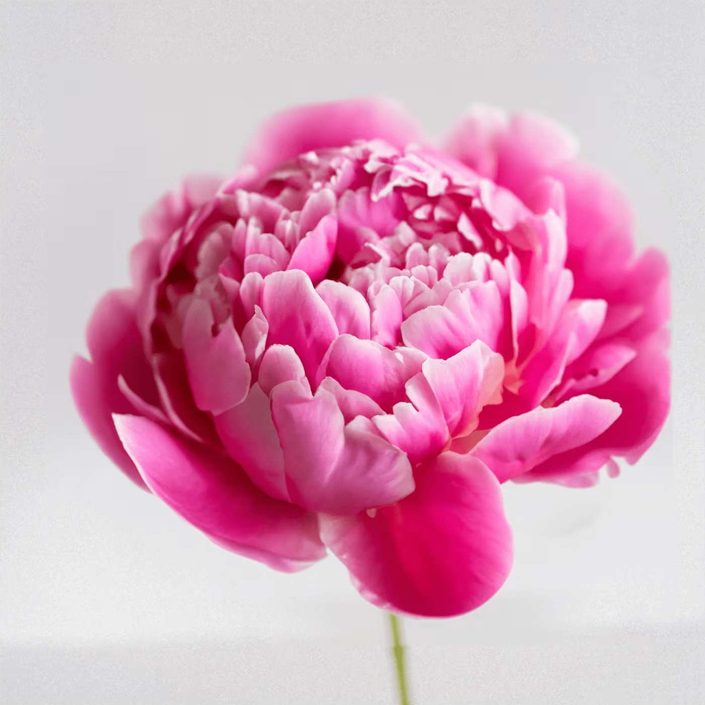 Pink Peony 5 Stems - Pink Peony 5 Stem bunch!