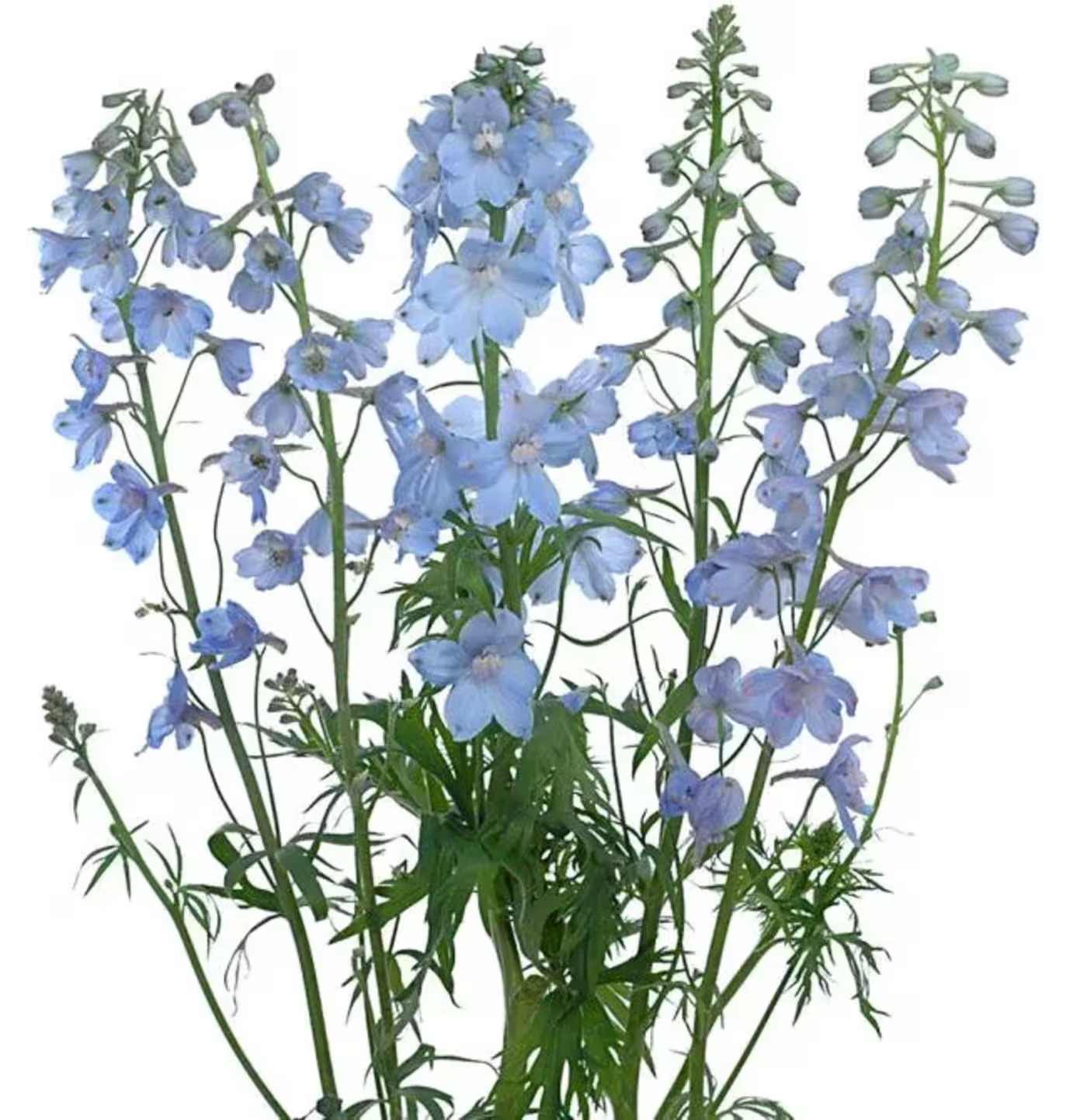 Blue delphinium stems with clustered blossoms on a white background