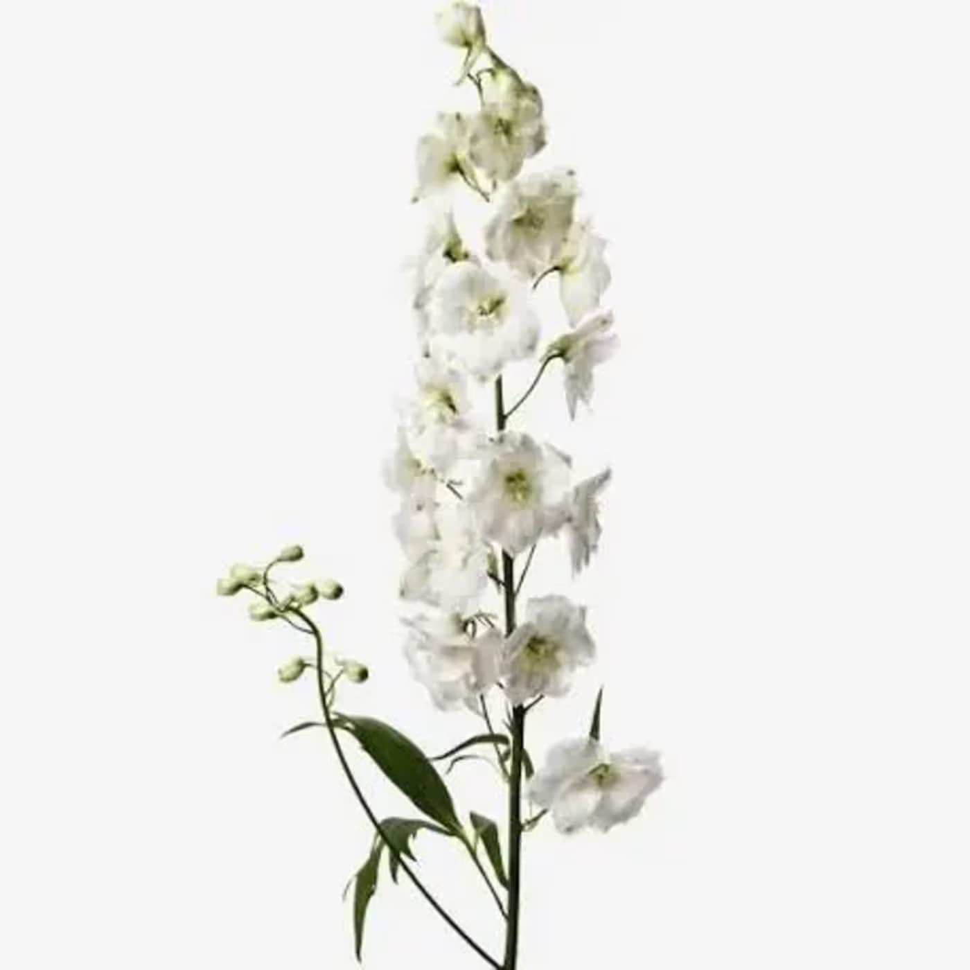 Tall stem of white delphinium flowers with a few green buds