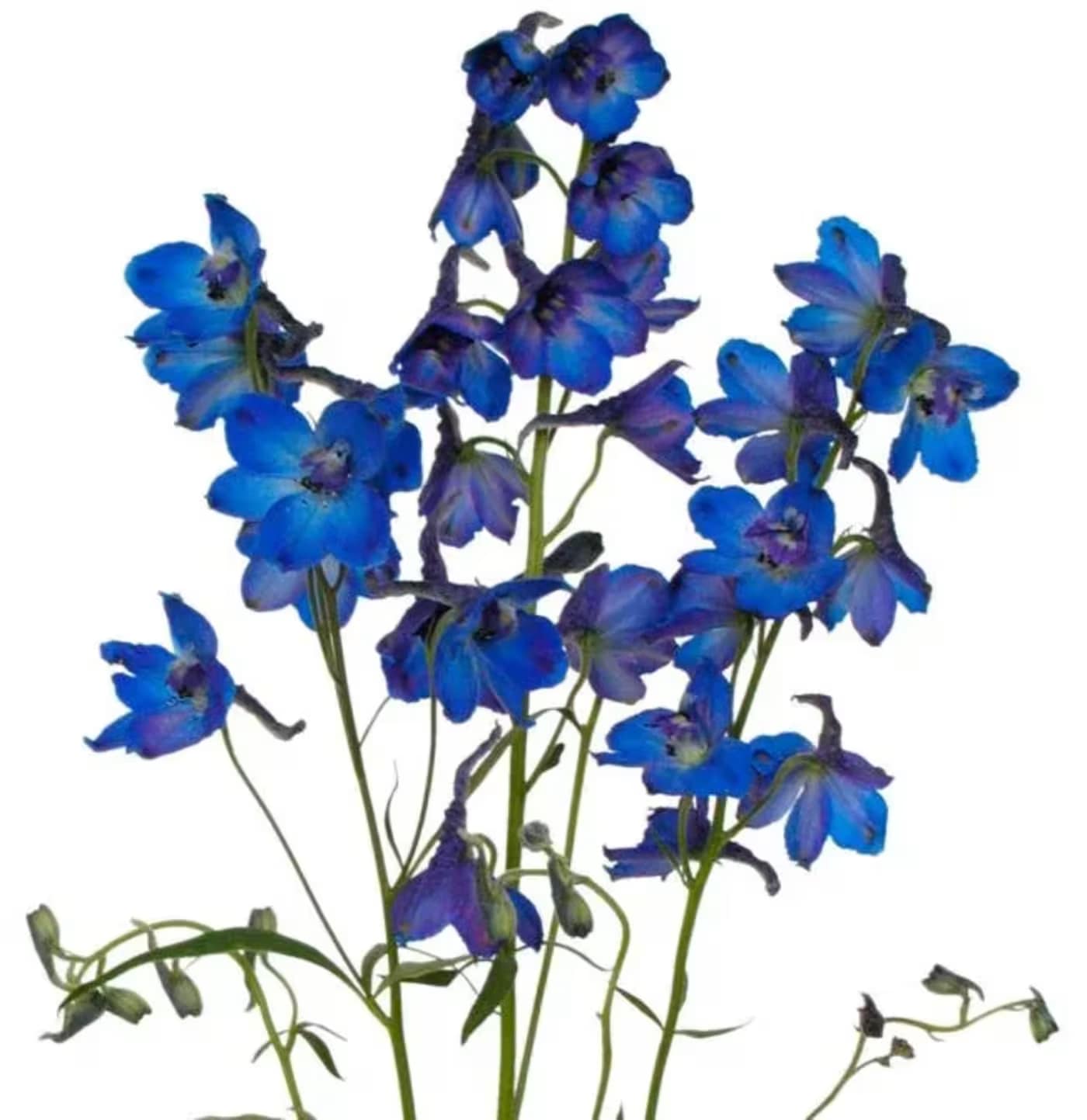 Blue and purple delphinium flowers on long stems against a white background