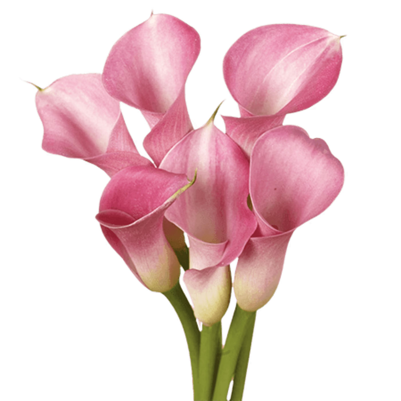 Pink calla lilies with long green stems