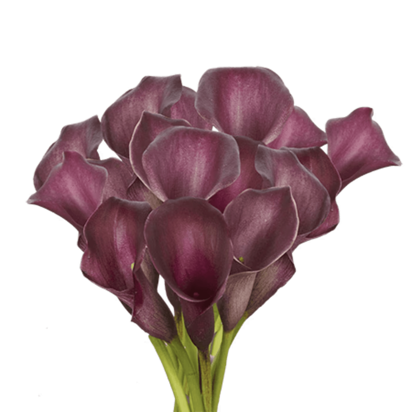 Cluster of dark purple calla lilies with green stems