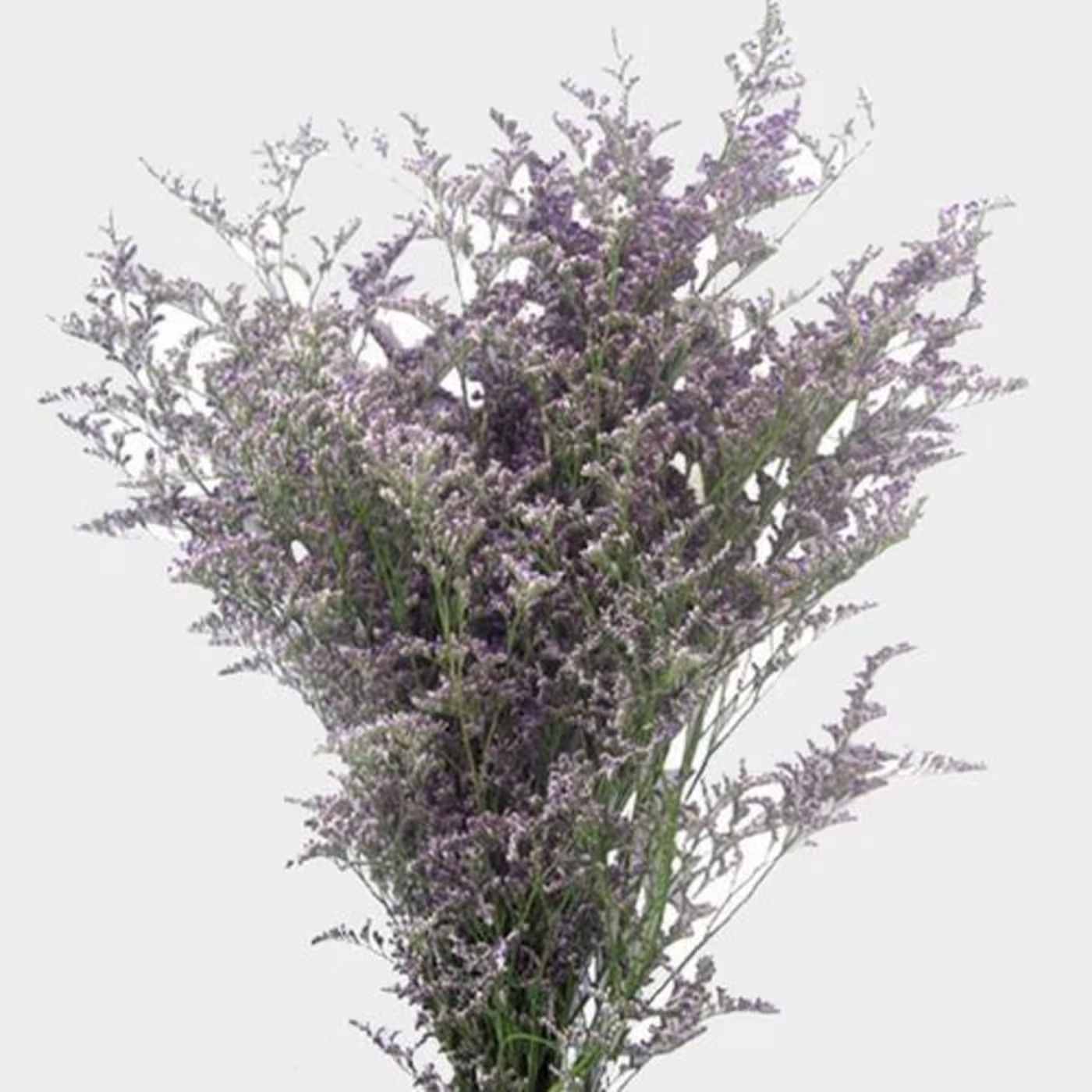 MISTY BLUE BUNCH - MISTY BLUE FILLER BUNCH