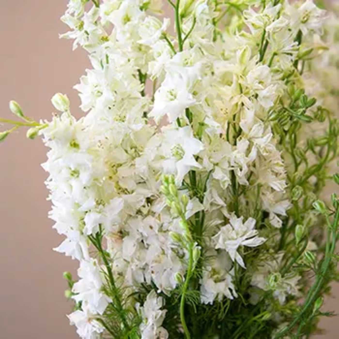 WHITE LARKSPUR - WHITE LARKSPUR BUNCH 