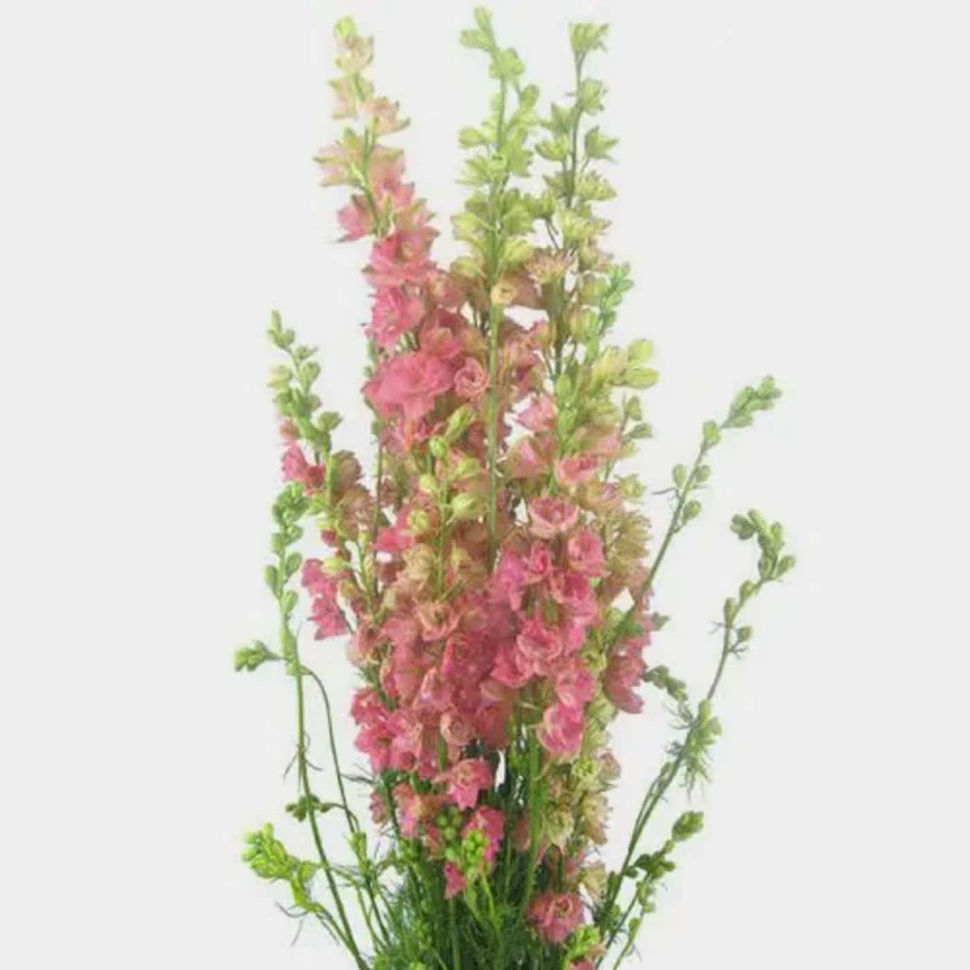 Tall pink and green floral arrangement with delicate blossoms