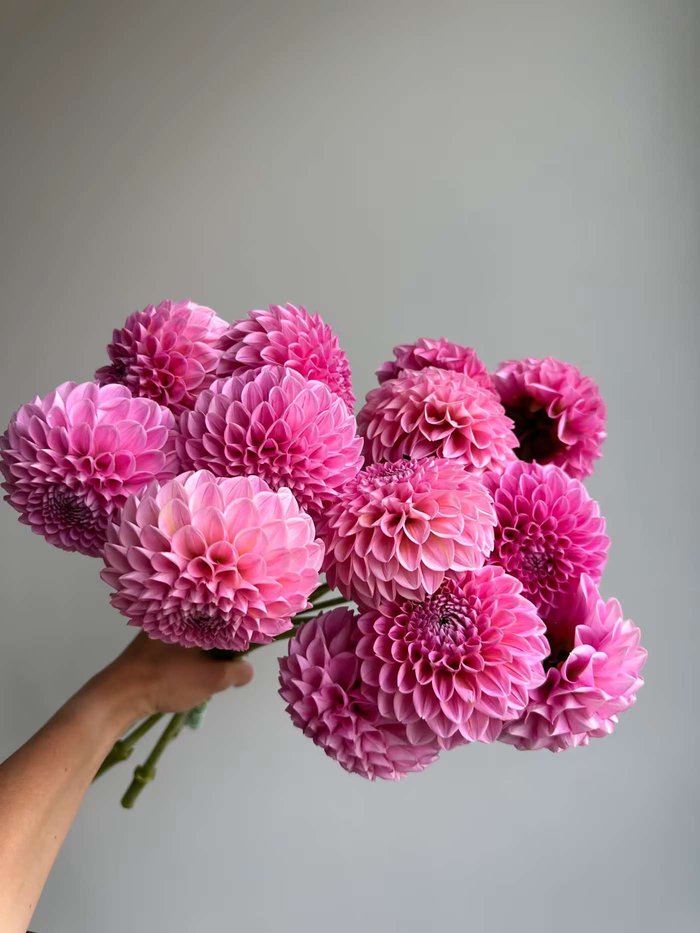 Pink Dahlia Bunch (5 Stems) - Pink Dahlia Bunch (5 Stems)