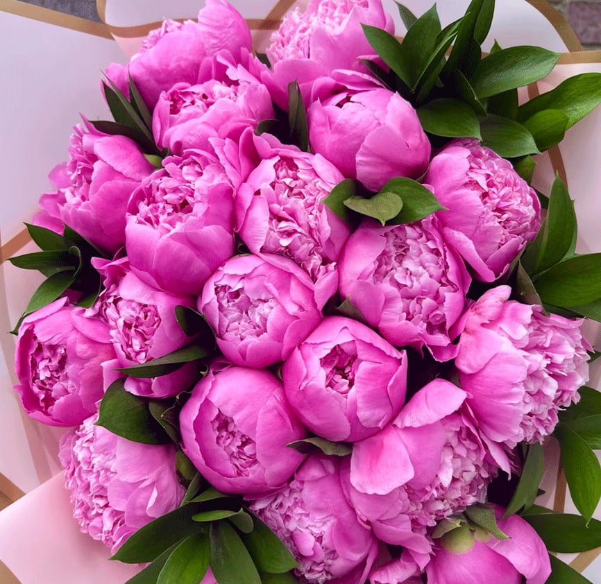 Bouquet of bright pink peonies with dark green leaves