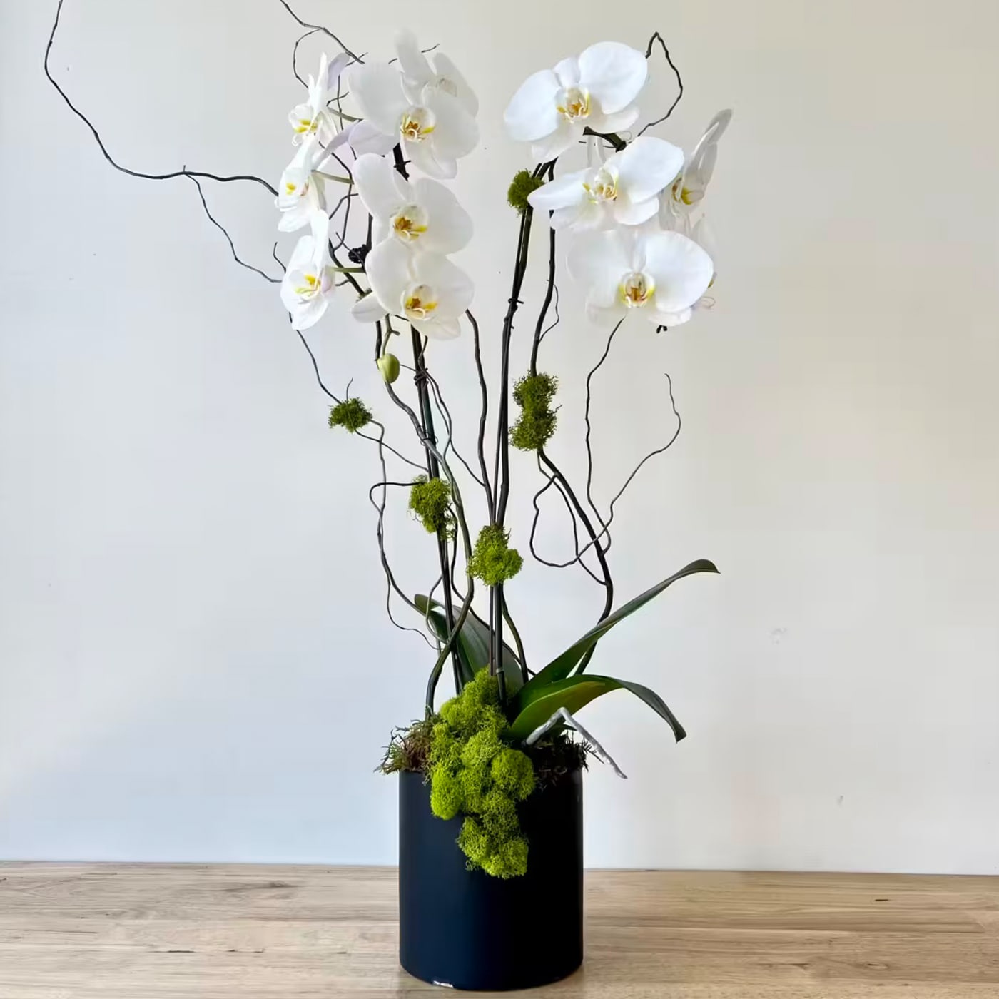 White orchid arrangement in a black cylindrical vase with curly branches and moss