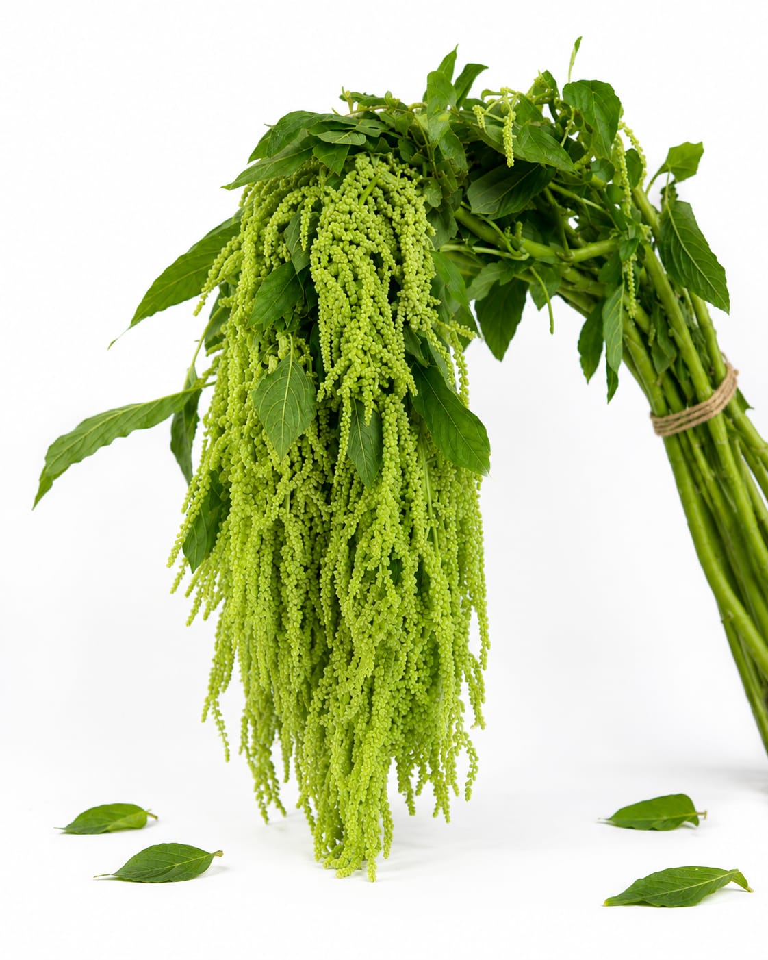 Bundle of hanging green flower spikes with broad leaves