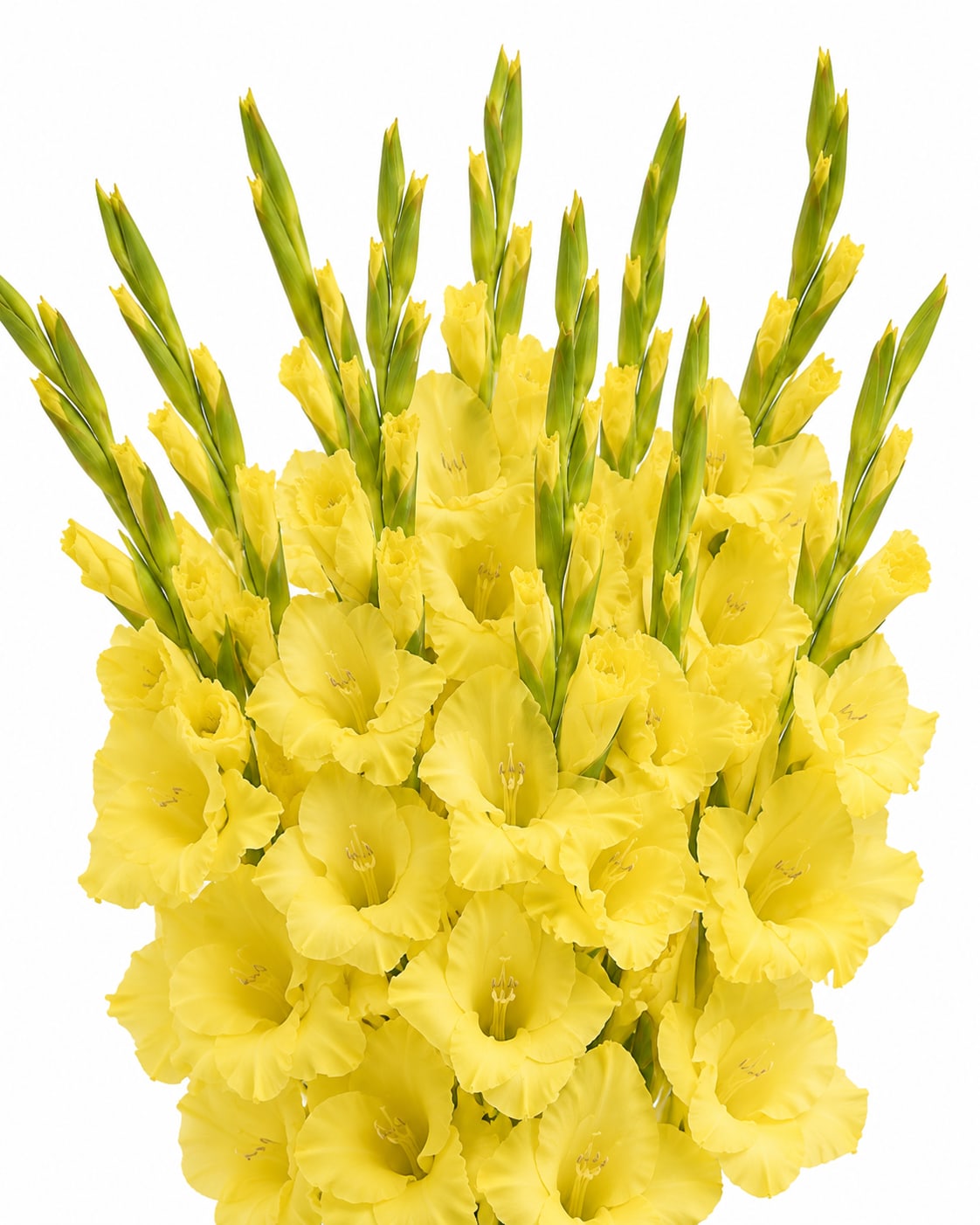 Bouquet of yellow gladiolus flowers on a white background
