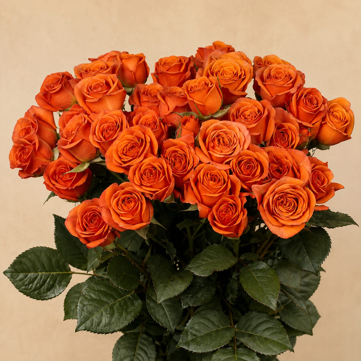 Bouquet of orange roses with dark green leaves