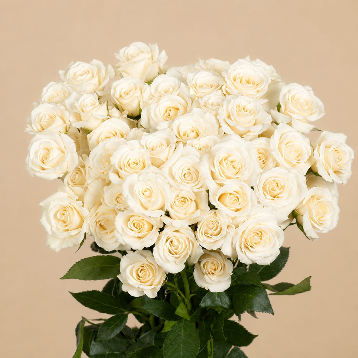 Bouquet of cream-white roses with dark green leaves