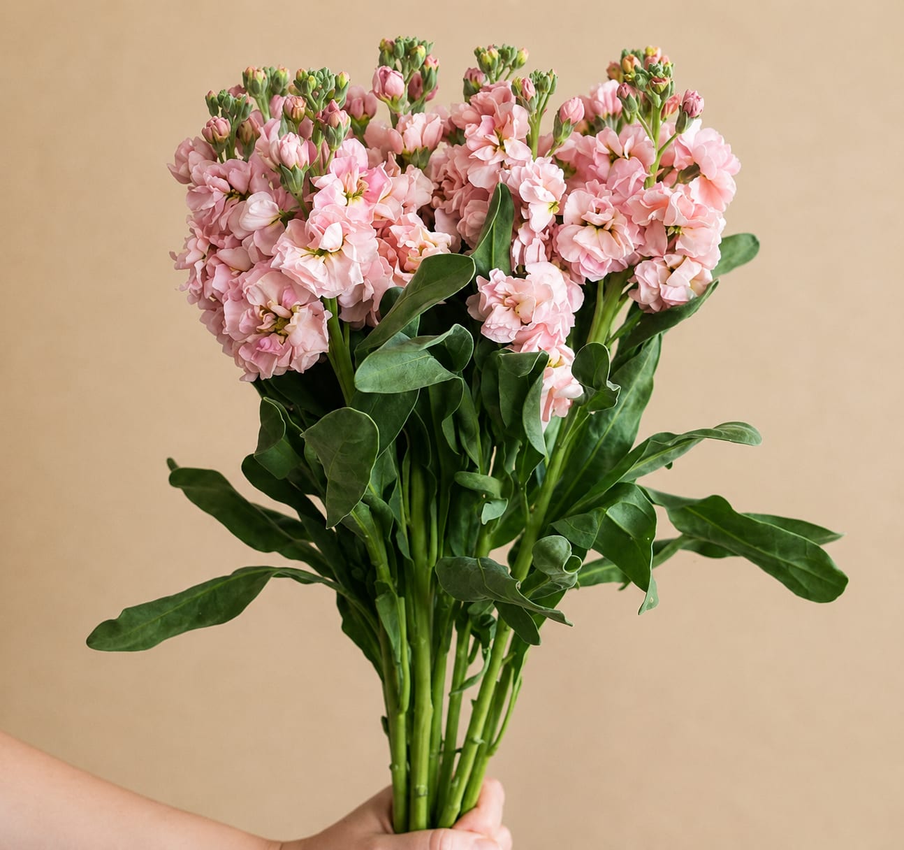 Handheld bouquet of pink flowers with broad green leaves